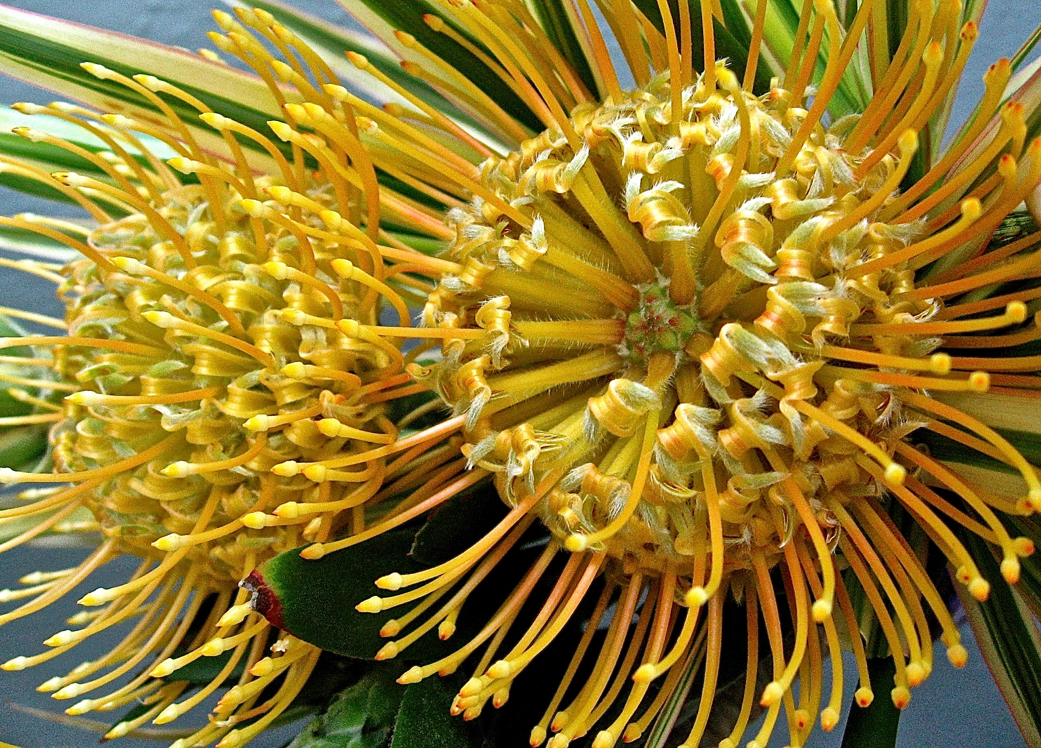 Canon POWERSHOT SD700 IS sample photo. Phenomenal protea pair photography
