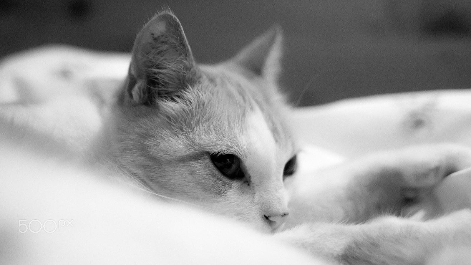 Sigma 28mm f/1.8 DG Macro EX sample photo. Wolke photography