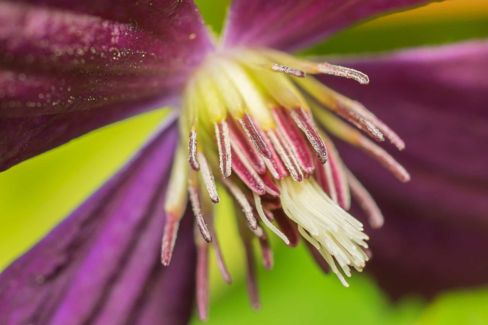 Sony a7 + Tamron SP AF 90mm F2.8 Di Macro sample photo. Purple clematis photography