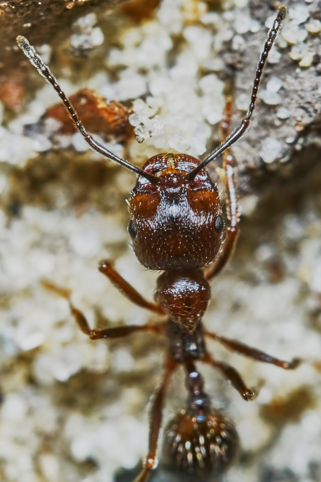 Sony ILCA-77M2 + 150mm F2.8 sample photo. Ant outside in the garden photography