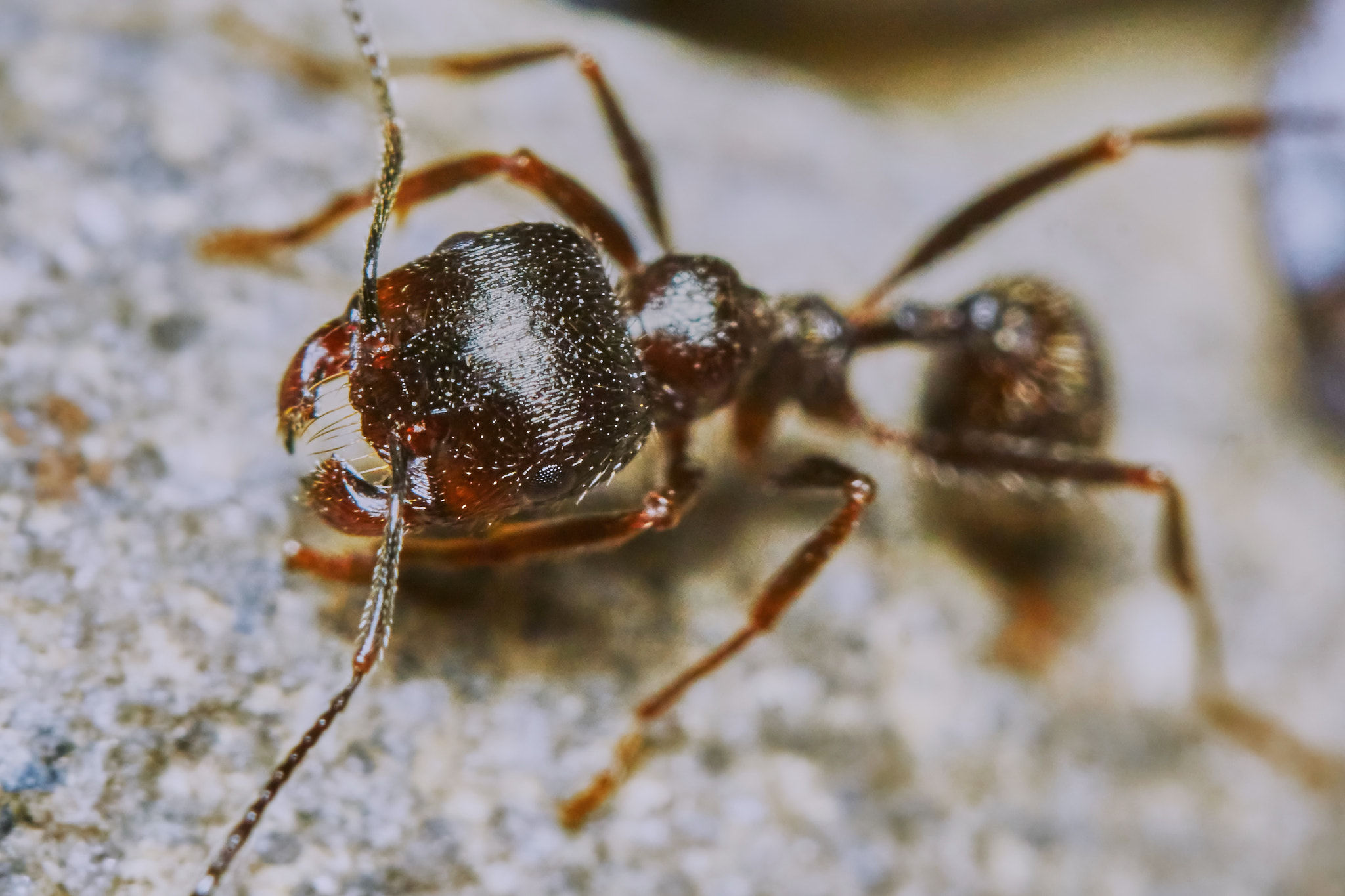 Sony ILCA-77M2 + 150mm F2.8 sample photo. Ant outside in the garden photography