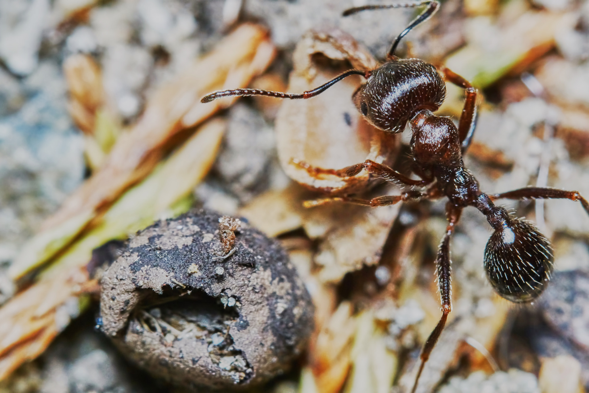 Sony ILCA-77M2 + 150mm F2.8 sample photo. Ant outside in the garden photography