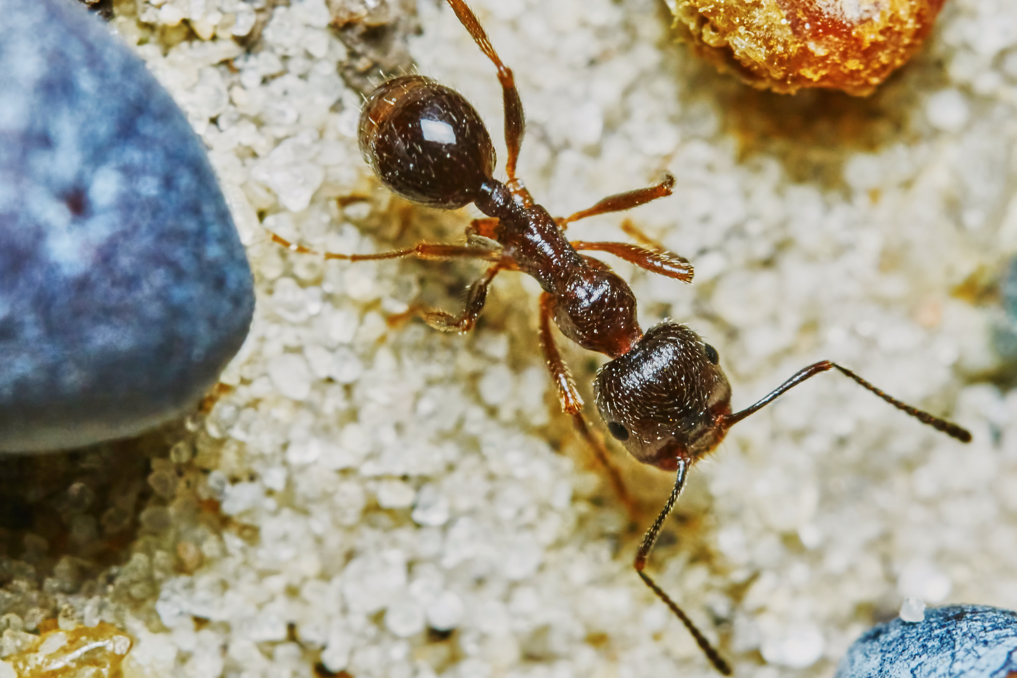 Sony ILCA-77M2 + 150mm F2.8 sample photo. Ant outside in the garden photography