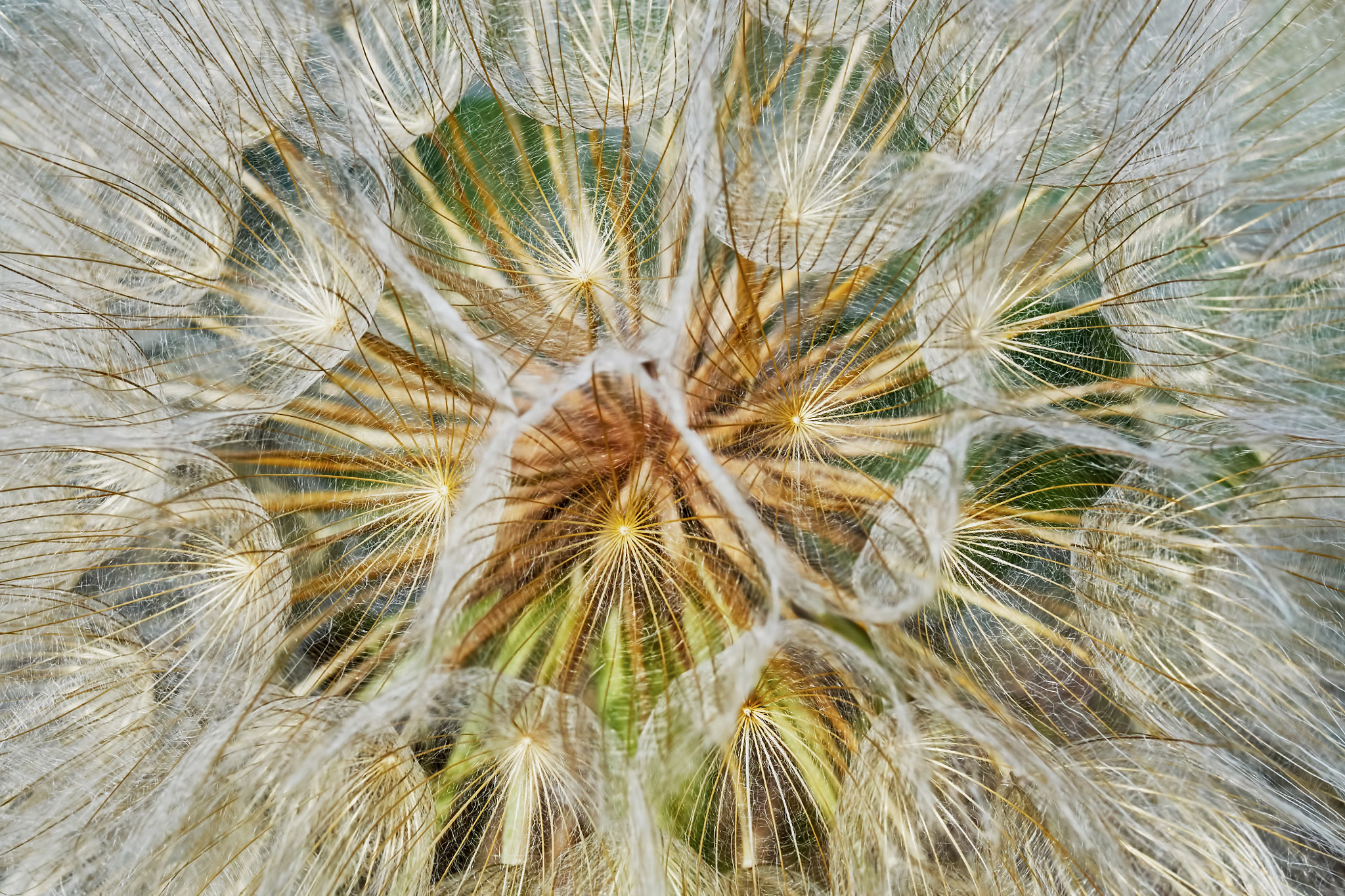 Sony ILCA-77M2 + 35mm F1.4 sample photo. Dandelion closeup photography