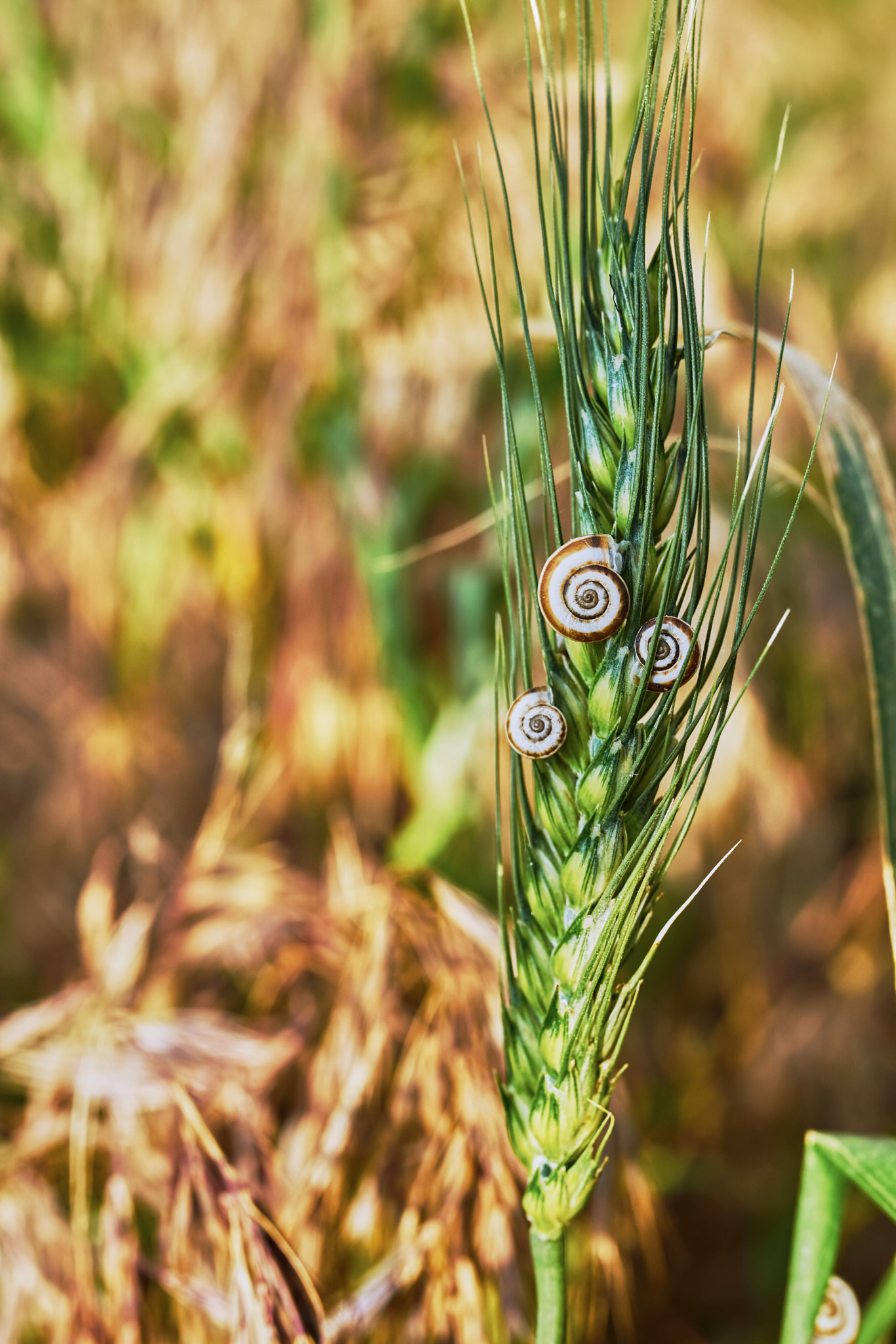 Sony ILCA-77M2 + 35mm F1.4 sample photo. Roadside spike photography