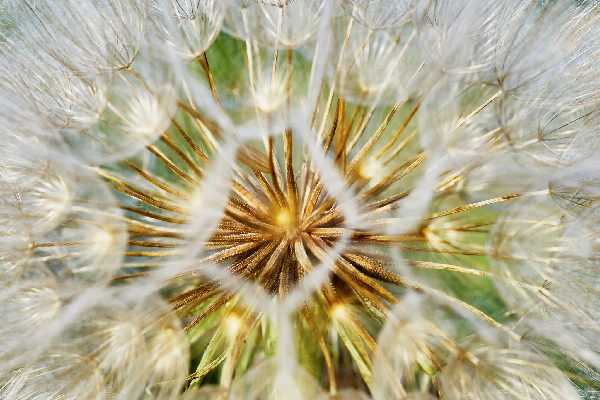 Sony ILCA-77M2 + 35mm F1.4 sample photo. Dandelion closeup photography