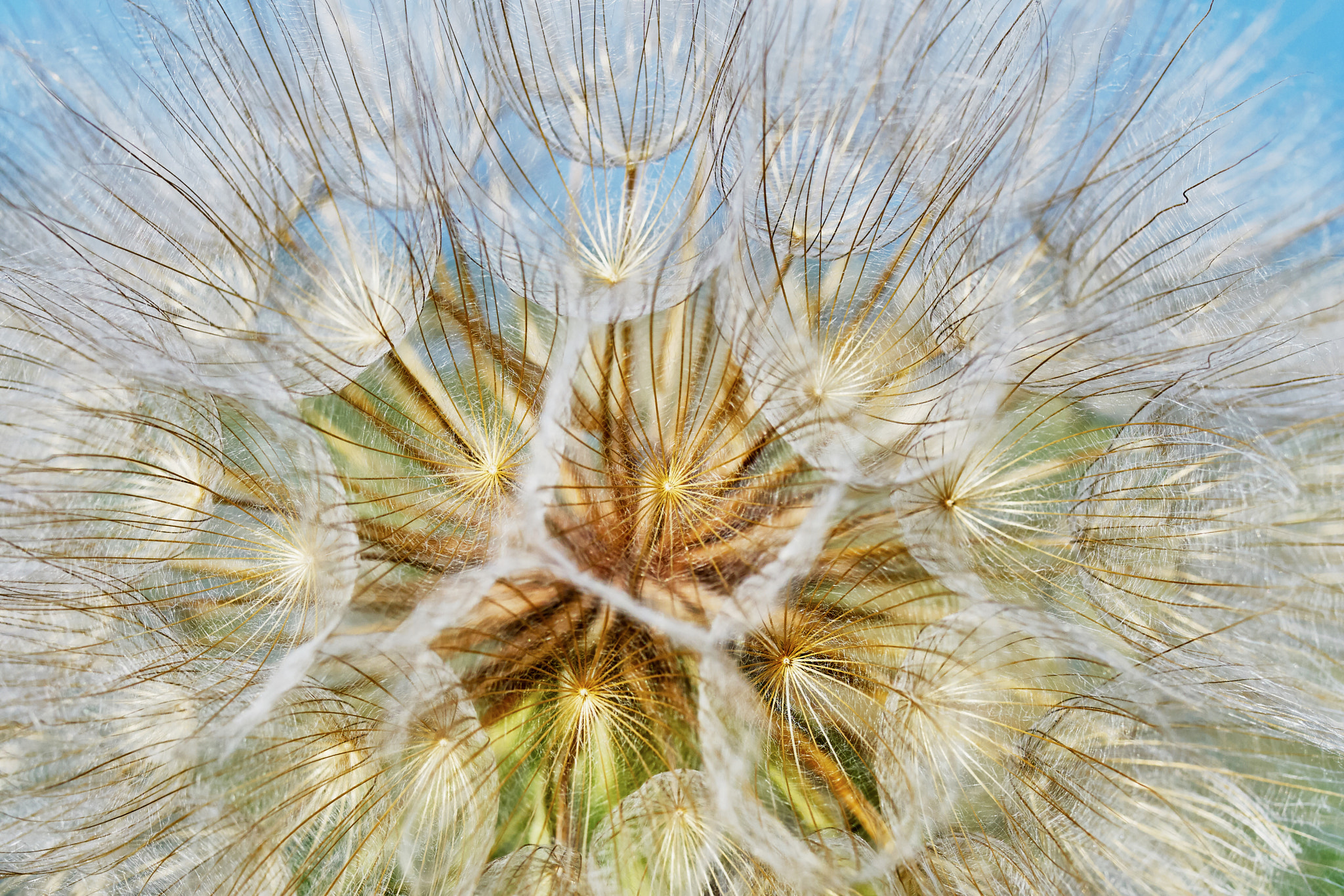 Sony ILCA-77M2 + 35mm F1.4 sample photo. Dandelion closeup photography