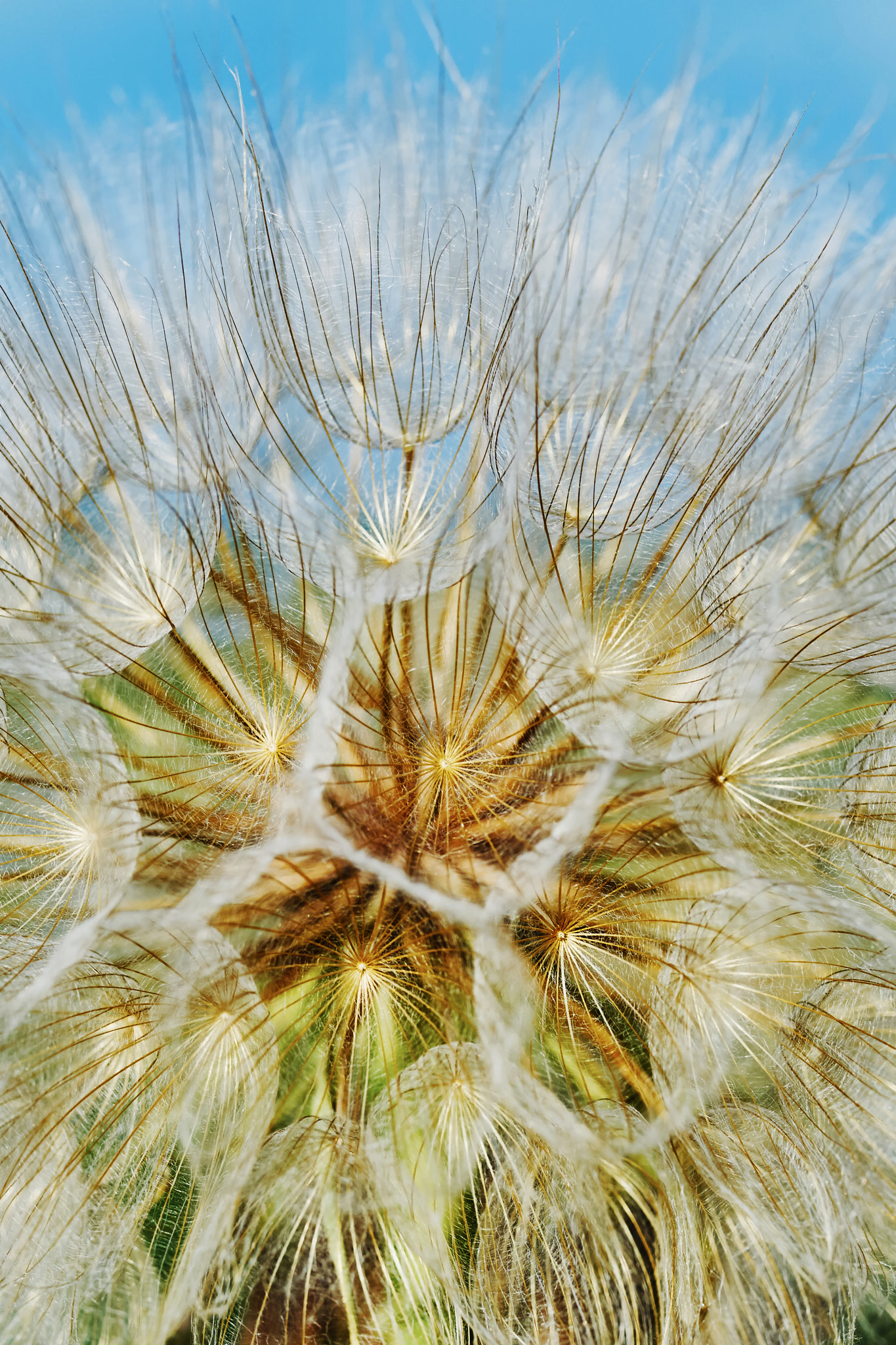 Sony ILCA-77M2 + 35mm F1.4 sample photo. Dandelion closeup photography