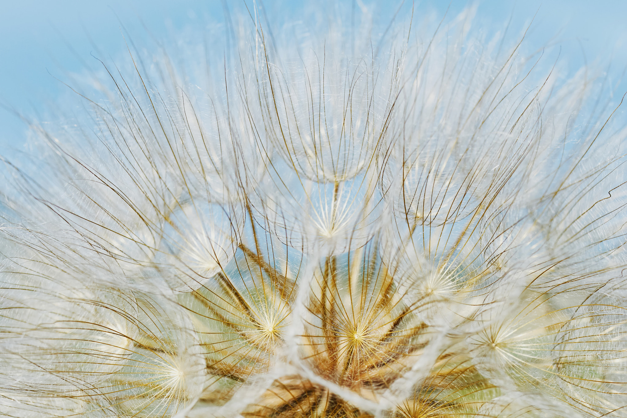 Sony ILCA-77M2 + 35mm F1.4 sample photo. Dandelion closeup photography