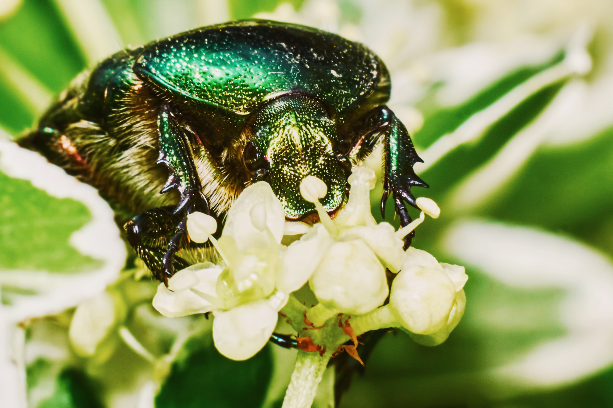 Sony ILCA-77M2 + Tamron SP AF 90mm F2.8 Di Macro sample photo. Green chafer photography