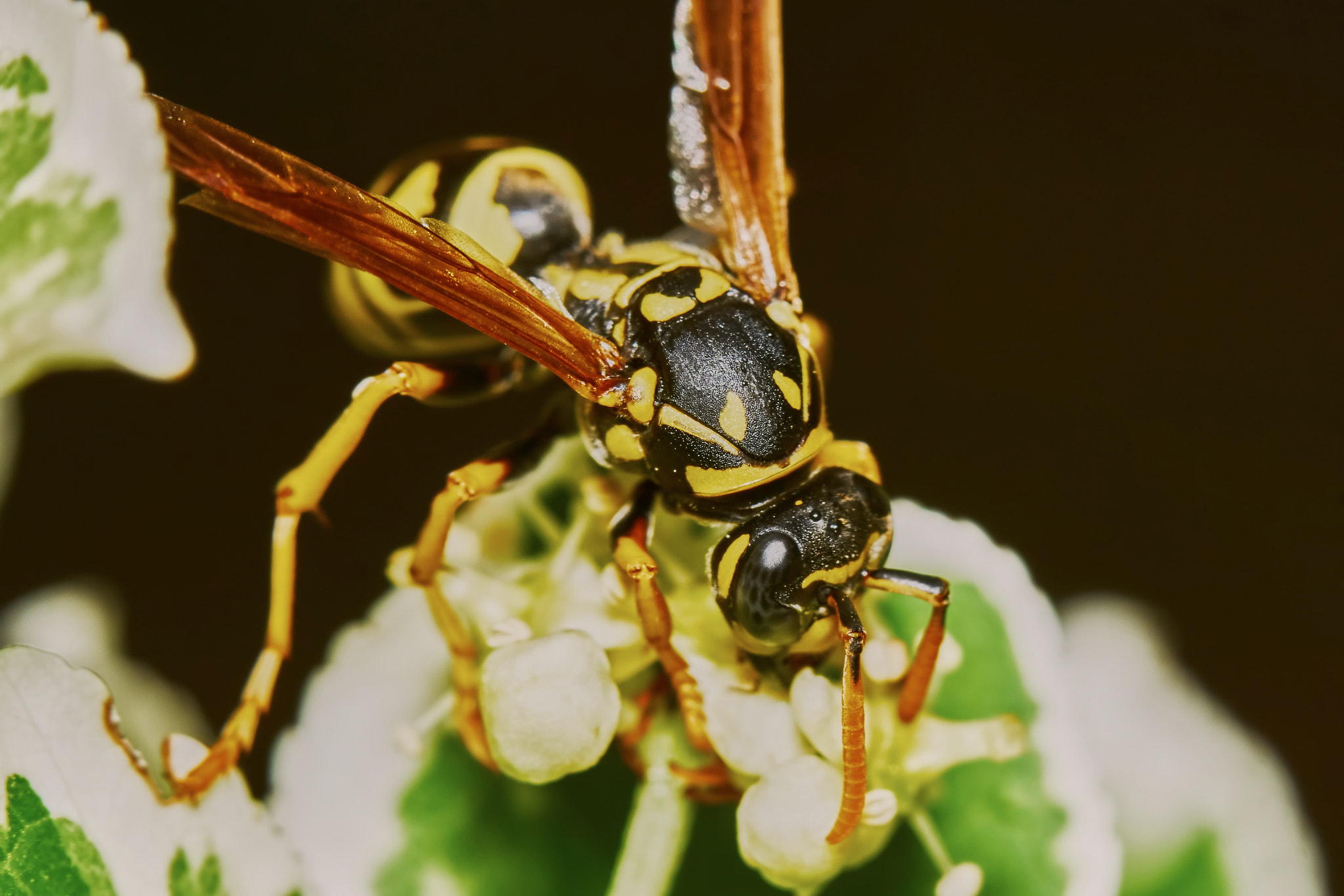 Sony ILCA-77M2 + 150mm F2.8 sample photo. Wasp on a flowering tree photography