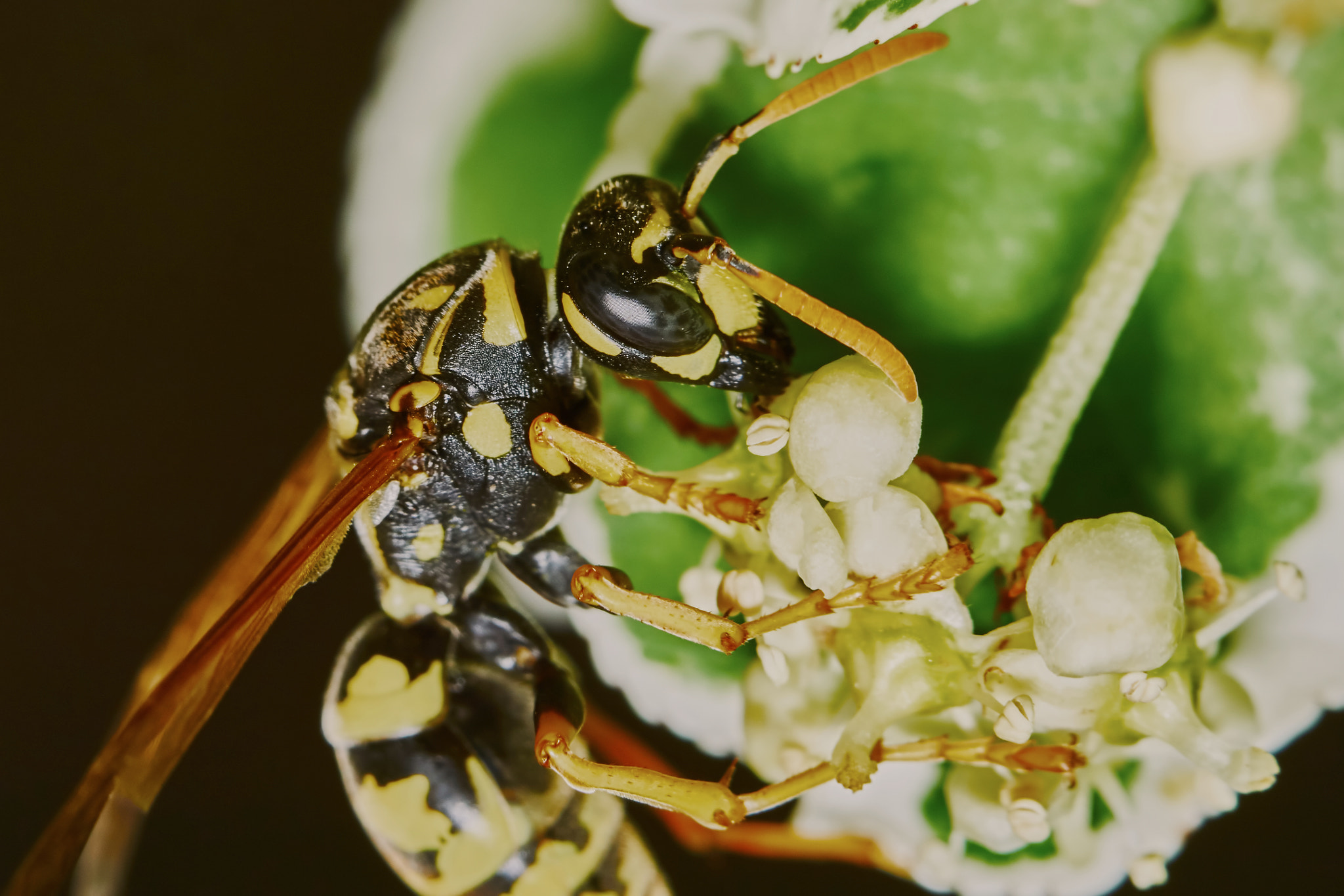 Sony ILCA-77M2 + 150mm F2.8 sample photo. Wasp on a flowering tree photography