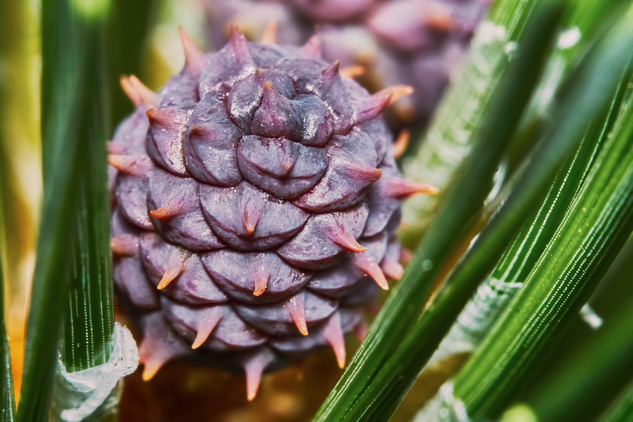 Sony ILCA-77M2 + 150mm F2.8 sample photo. Emerging pine cone photography