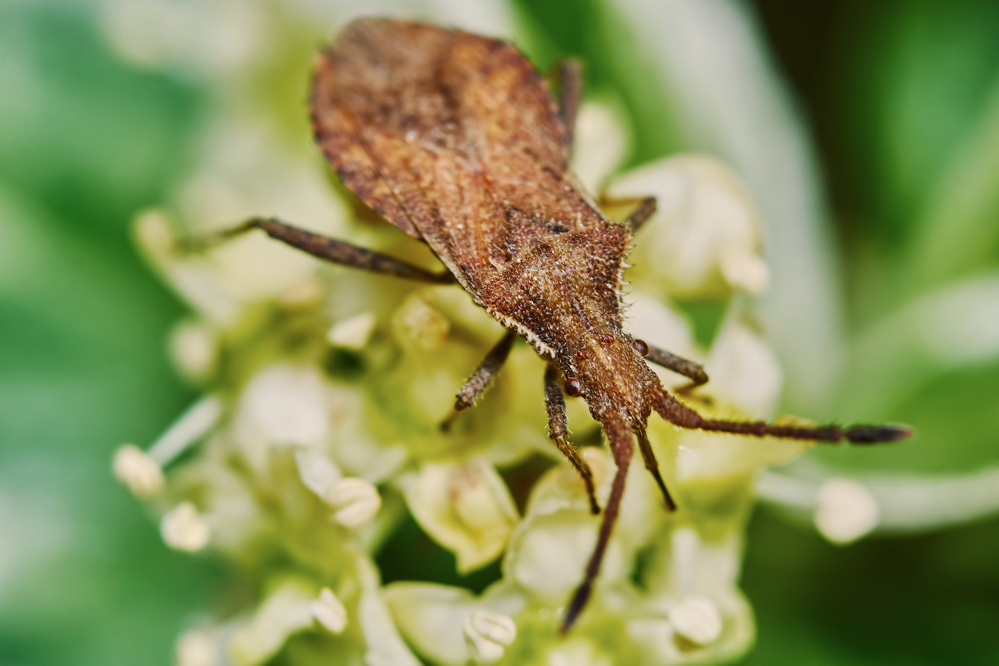 Sony ILCA-77M2 + 150mm F2.8 sample photo. Brown bug photography