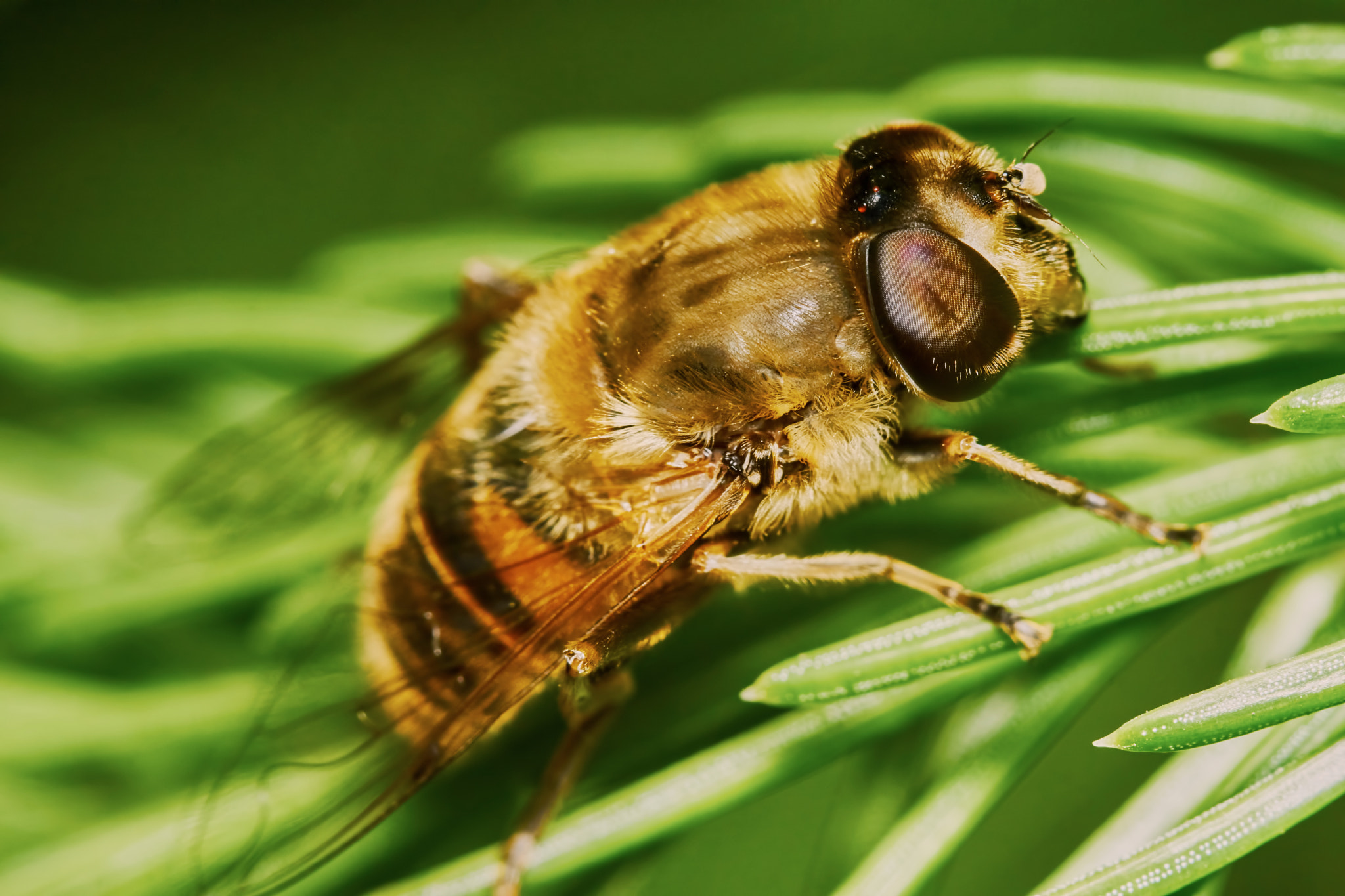 Sony ILCA-77M2 + 150mm F2.8 sample photo. Bee on the branch of fir photography