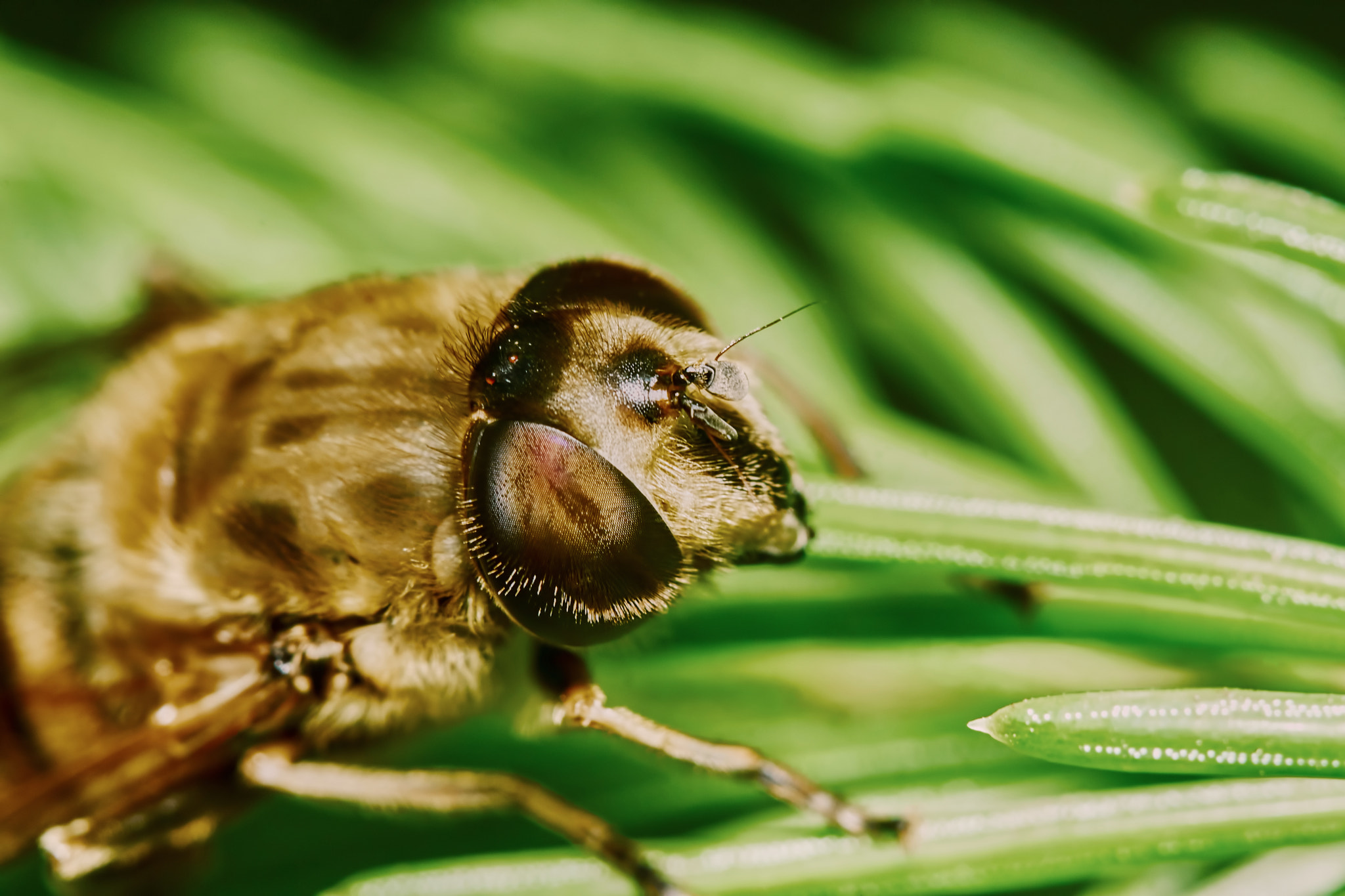 Sony ILCA-77M2 + 150mm F2.8 sample photo. Bee on the branch of fir photography