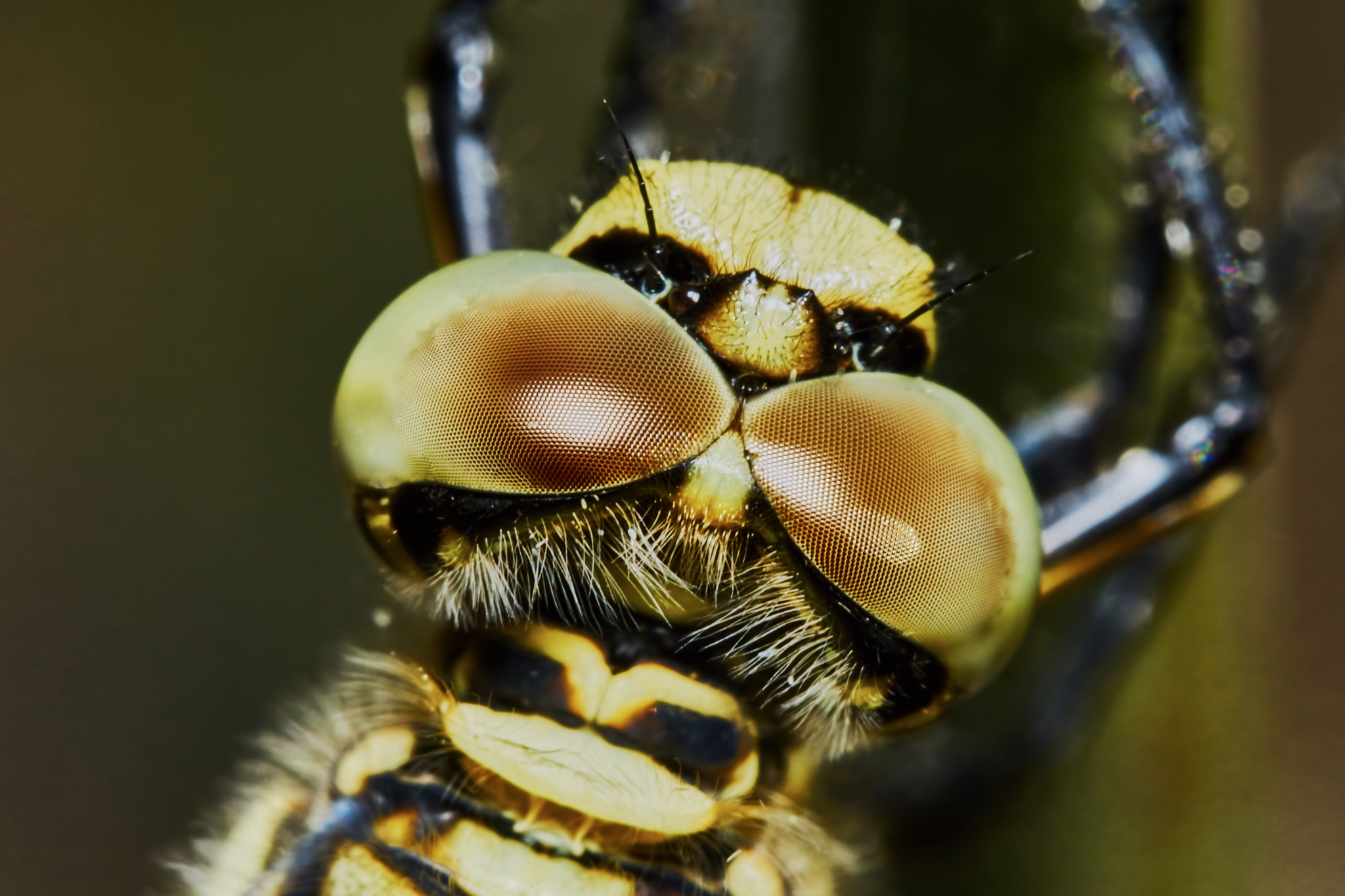 Sony ILCA-77M2 + 150mm F2.8 sample photo. The head of a dragonfly (top view) photography