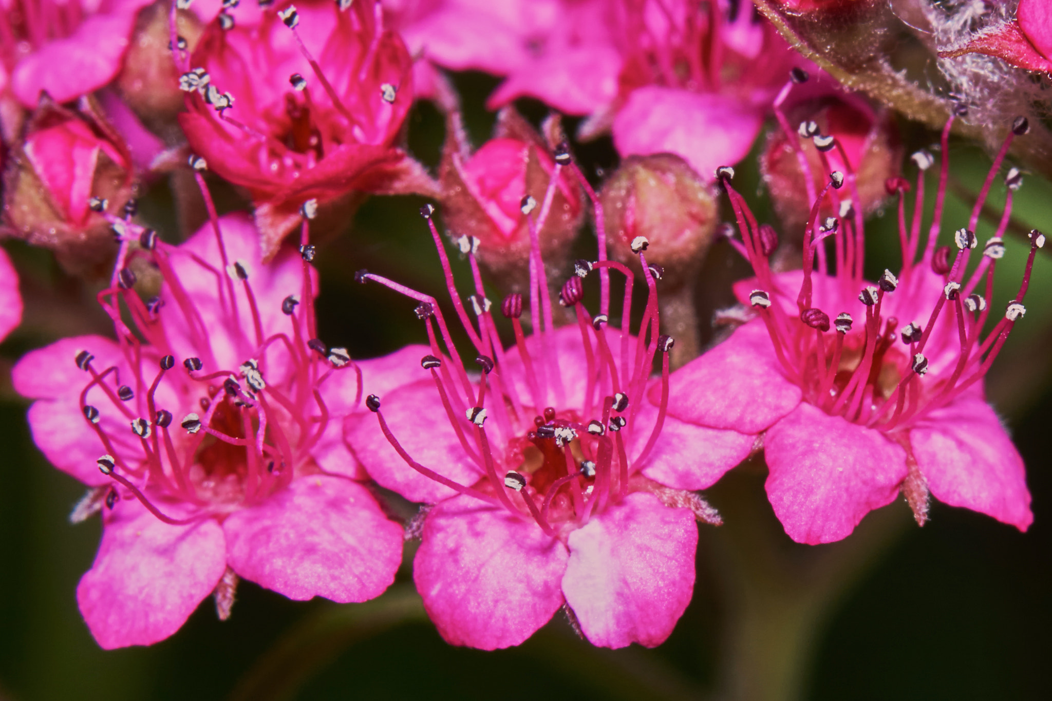 Sony ILCA-77M2 + 150mm F2.8 sample photo. Spiraea japonica in the garden photography