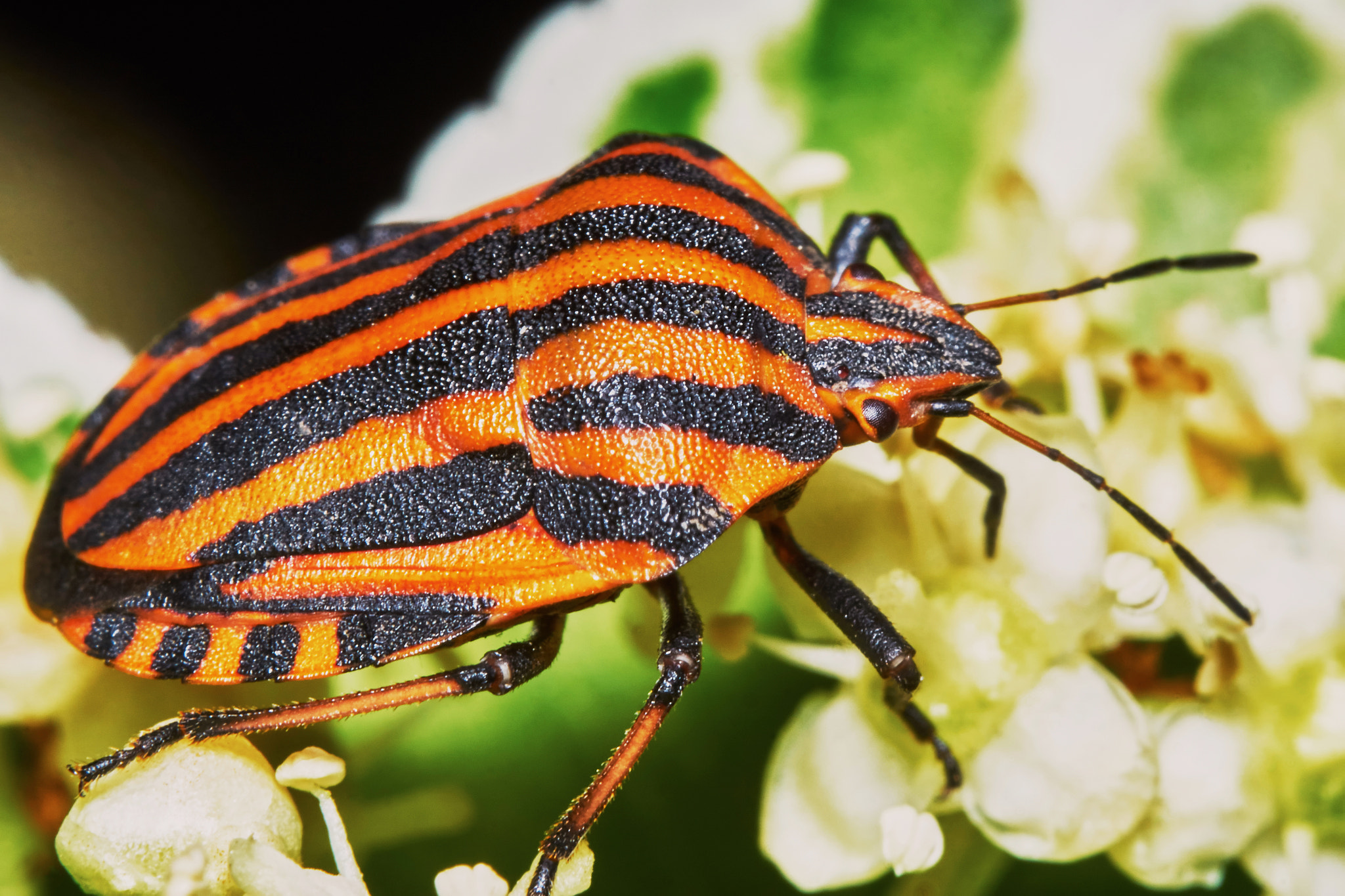 Sony ILCA-77M2 + 150mm F2.8 sample photo. Italian striped bug photography