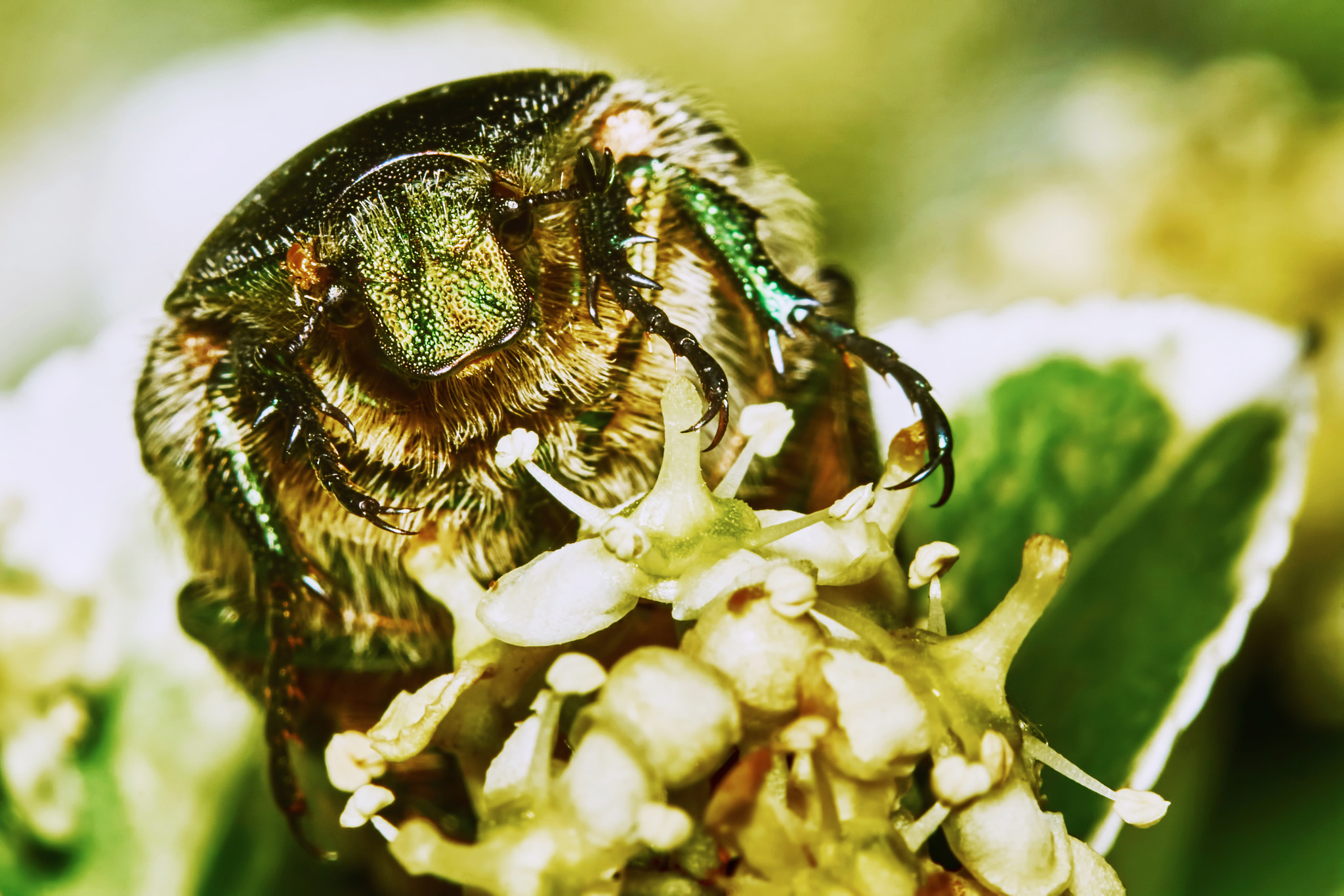 Sony ILCA-77M2 + 150mm F2.8 sample photo. Green chafer photography