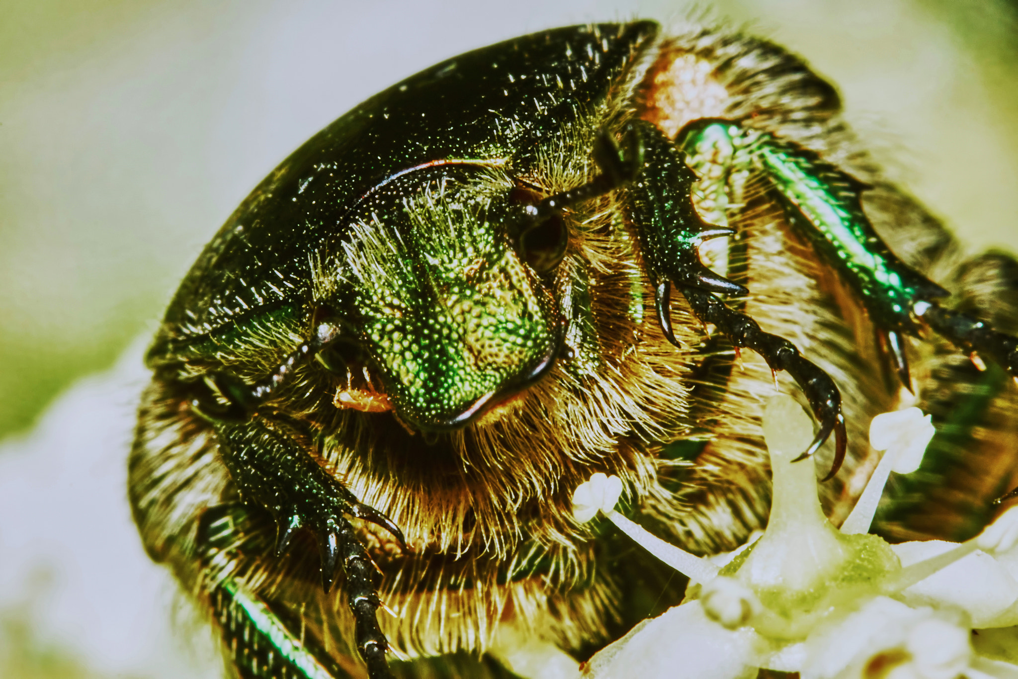 Sony ILCA-77M2 + 150mm F2.8 sample photo. Green chafer photography