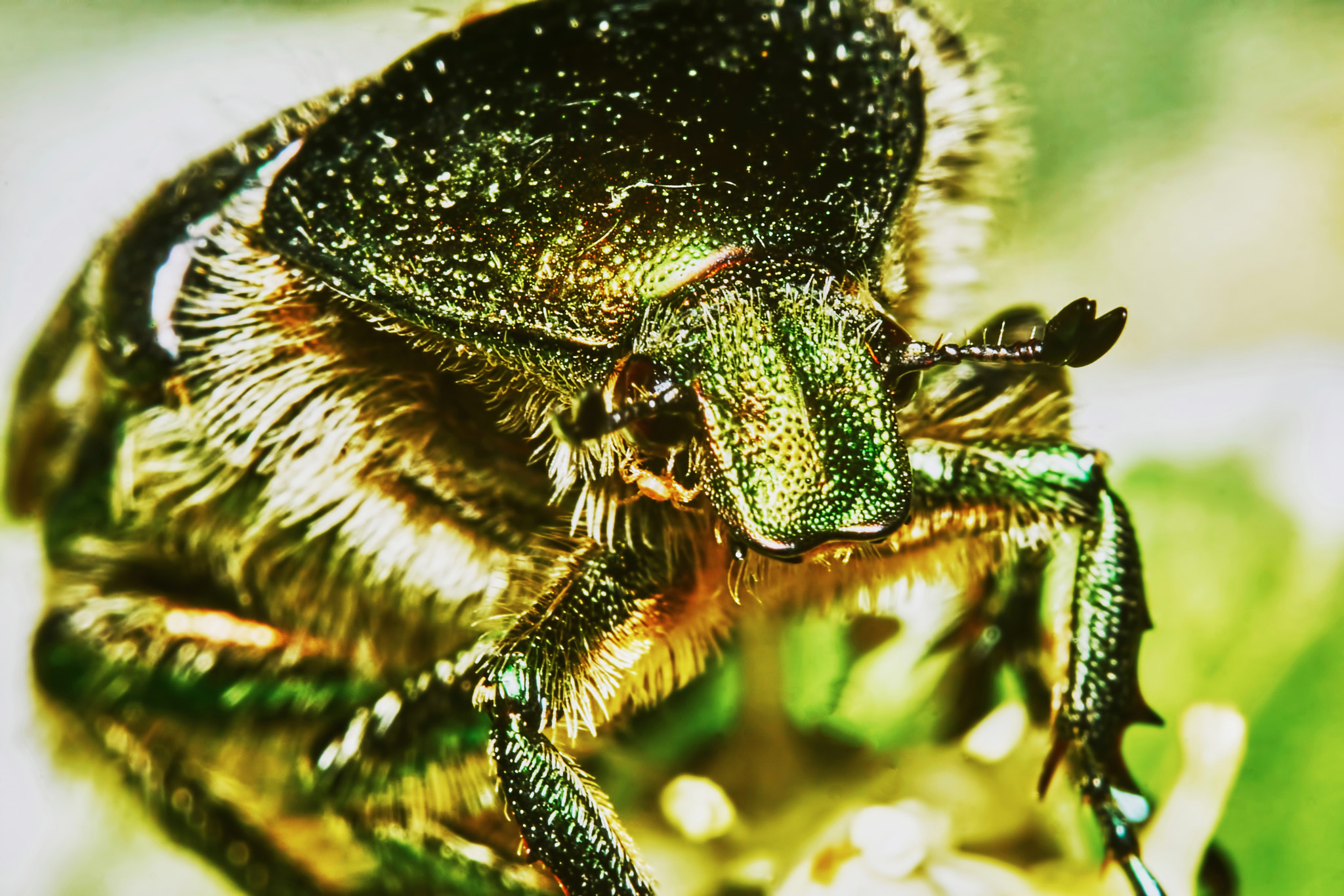 Sony ILCA-77M2 + 150mm F2.8 sample photo. Green chafer photography