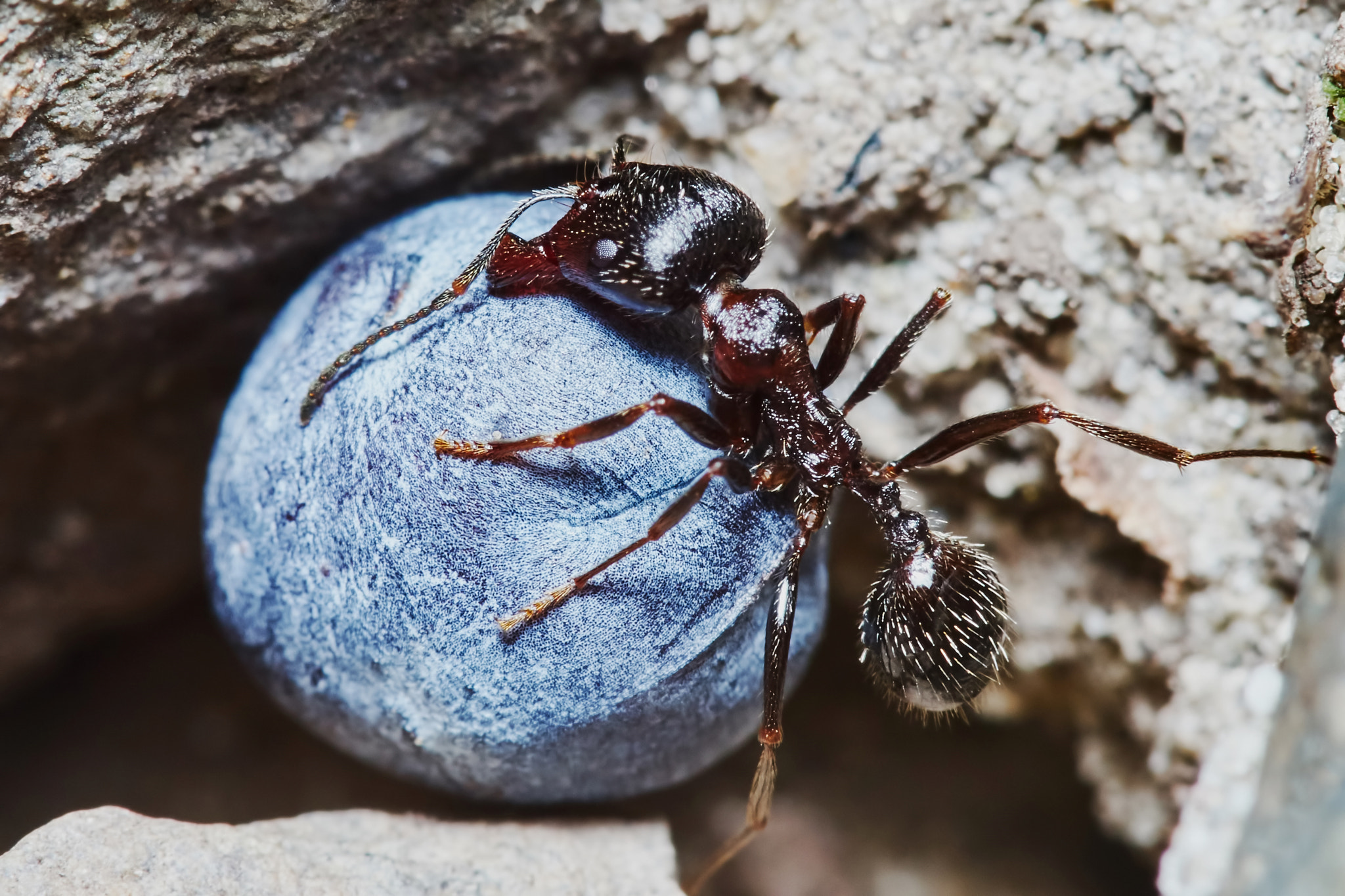 Sony a7 + Tamron SP AF 90mm F2.8 Di Macro sample photo. Ant outside in the garden photography