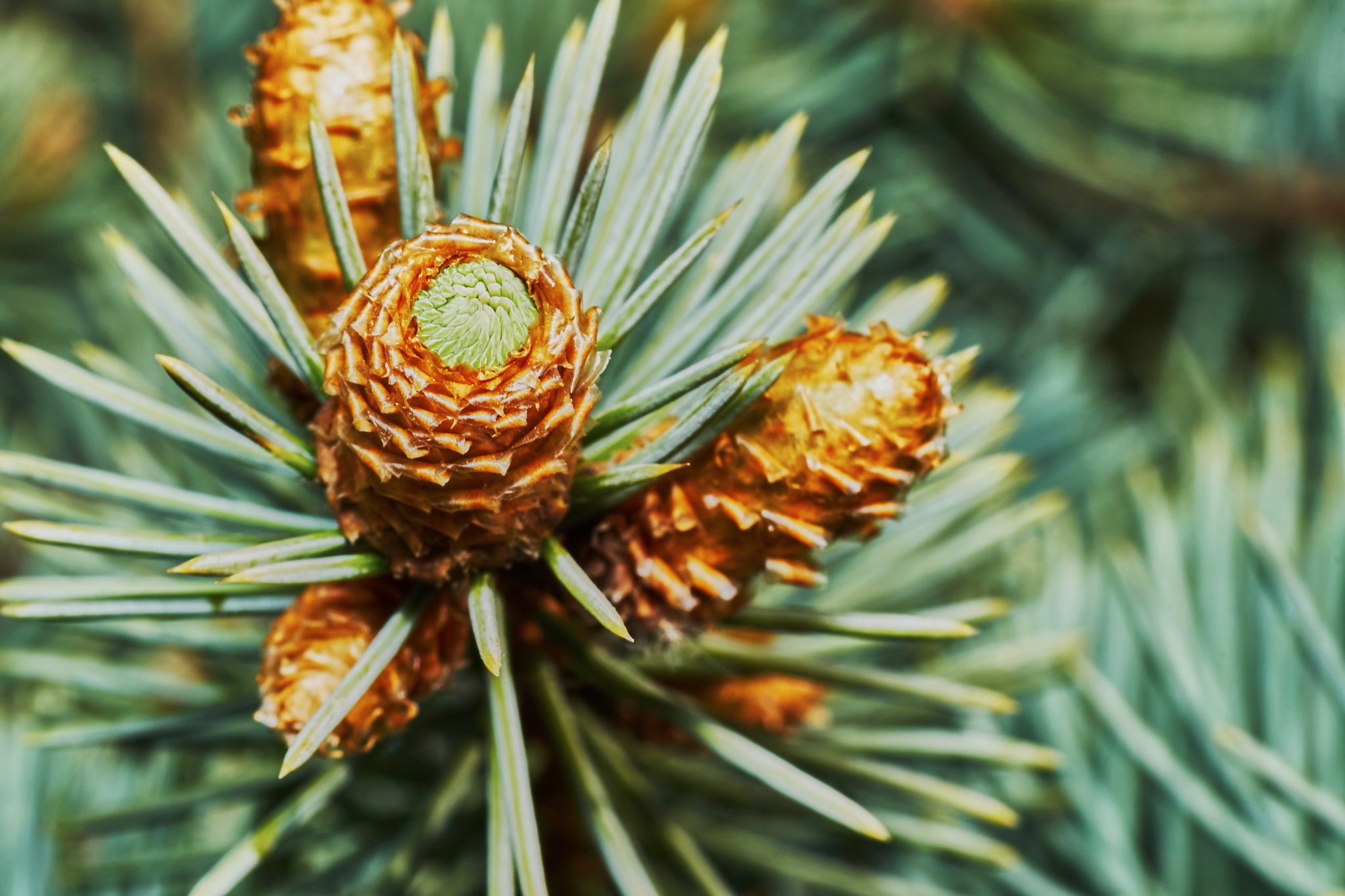 Sony a7 + Tamron SP AF 90mm F2.8 Di Macro sample photo. Emerging fir cone photography