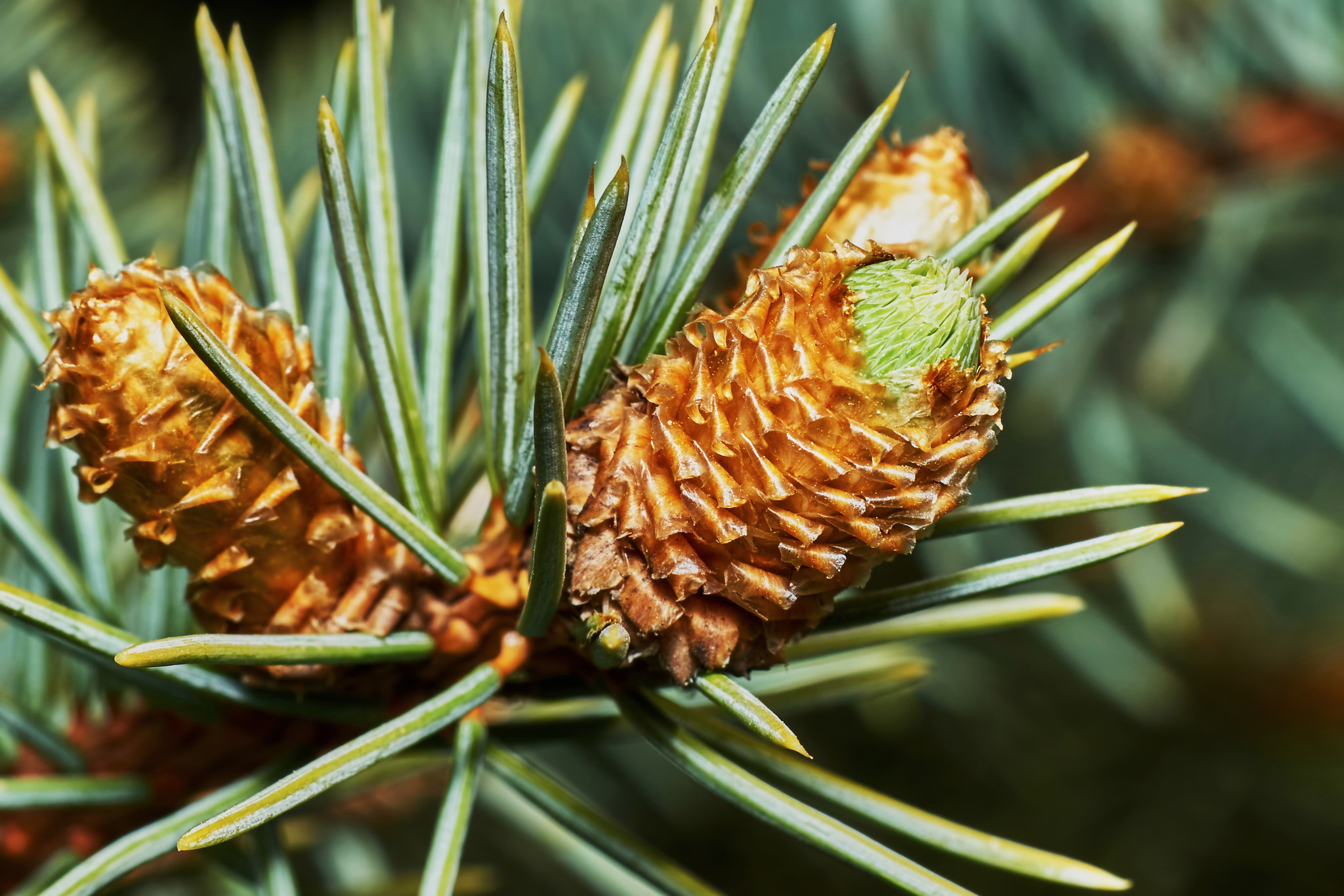 Sony a7 + Tamron SP AF 90mm F2.8 Di Macro sample photo. Emerging fir cone photography