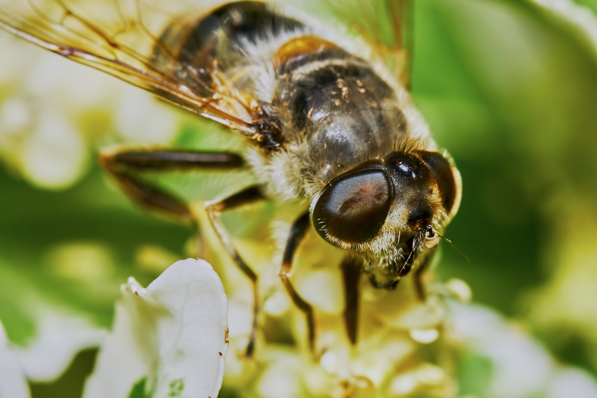 Sony ILCA-77M2 + 150mm F2.8 sample photo. Bee on flowering shrubs photography