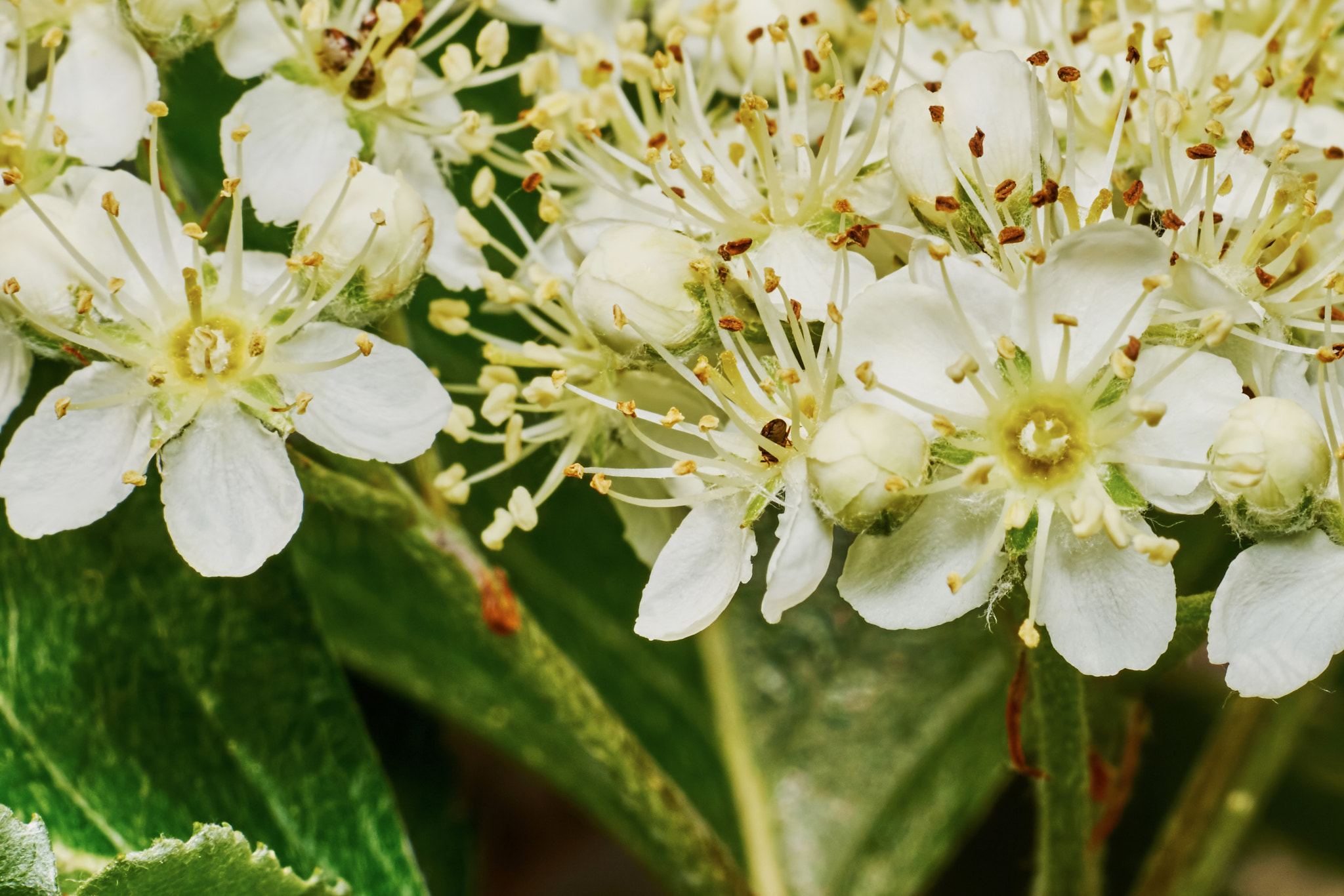 Sony a7 + Tamron SP AF 90mm F2.8 Di Macro sample photo. Blossoming mountain ash photography