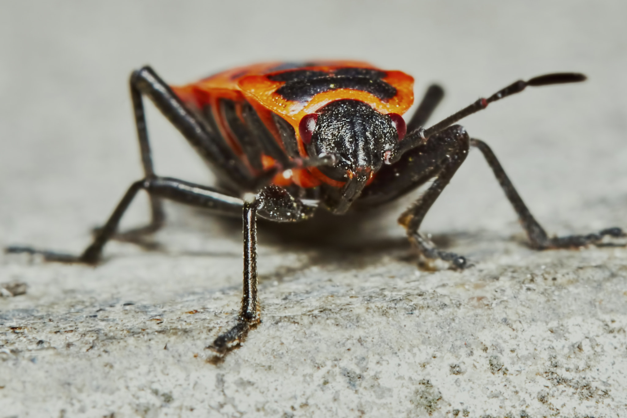 Sony ILCA-77M2 + 150mm F2.8 sample photo. Pyrrhocoridae wingless (front view) photography