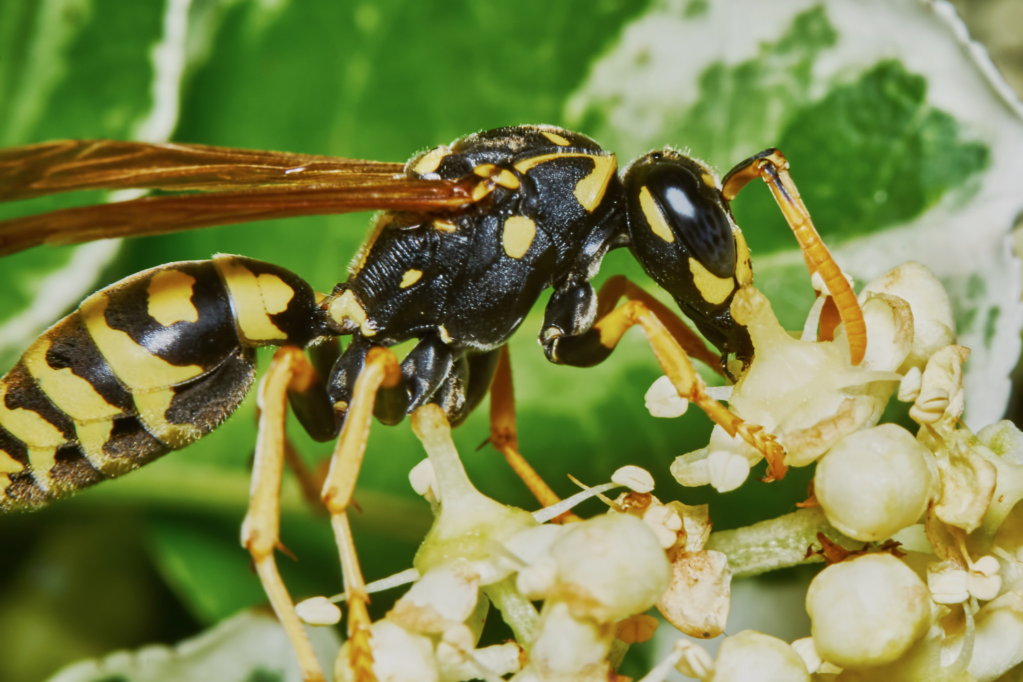 Sony ILCA-77M2 + 150mm F2.8 sample photo. Wasp on a flowering tree photography