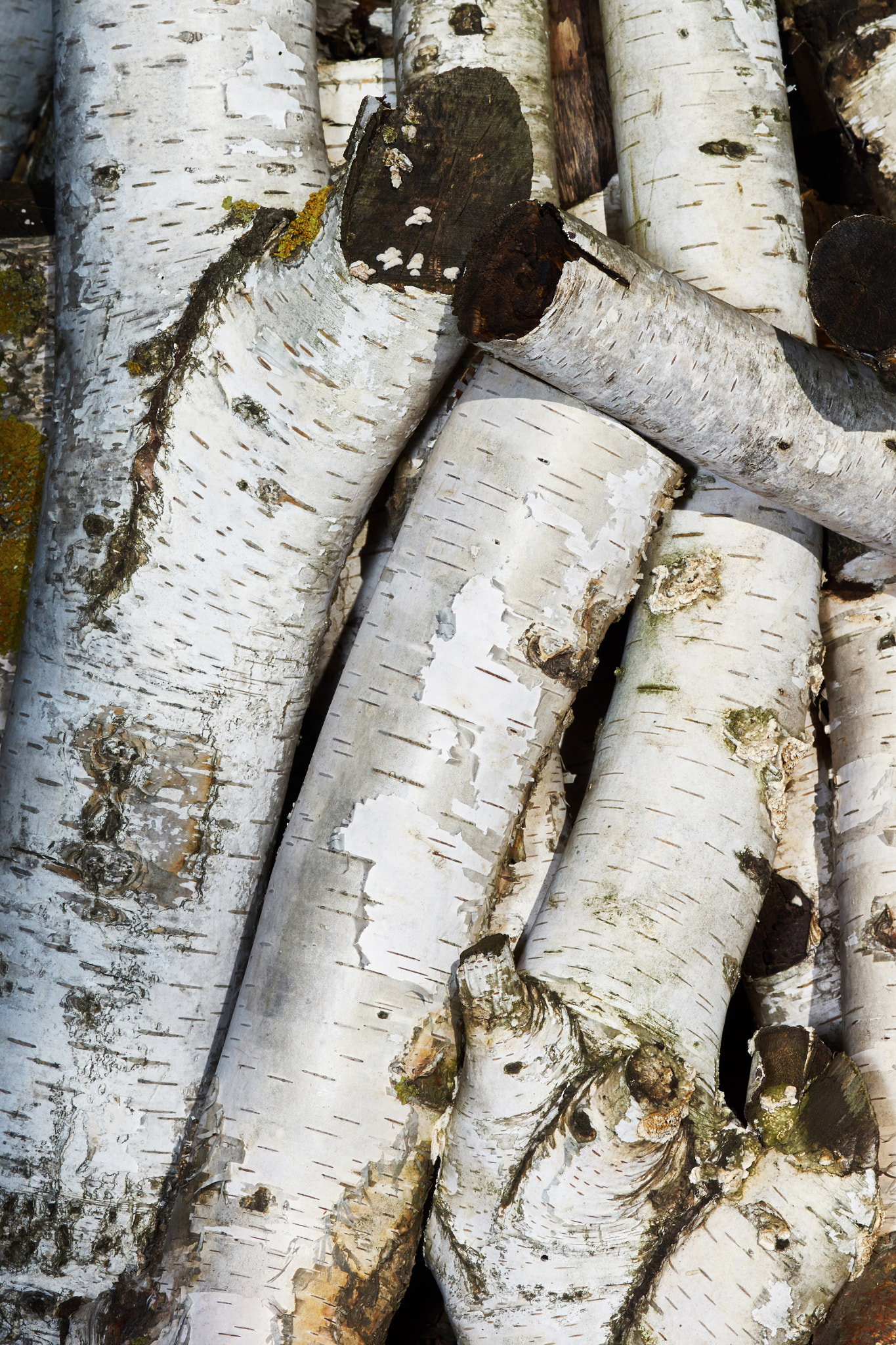 Sony a7 + Tamron SP AF 90mm F2.8 Di Macro sample photo. Old wooden logs birch photography