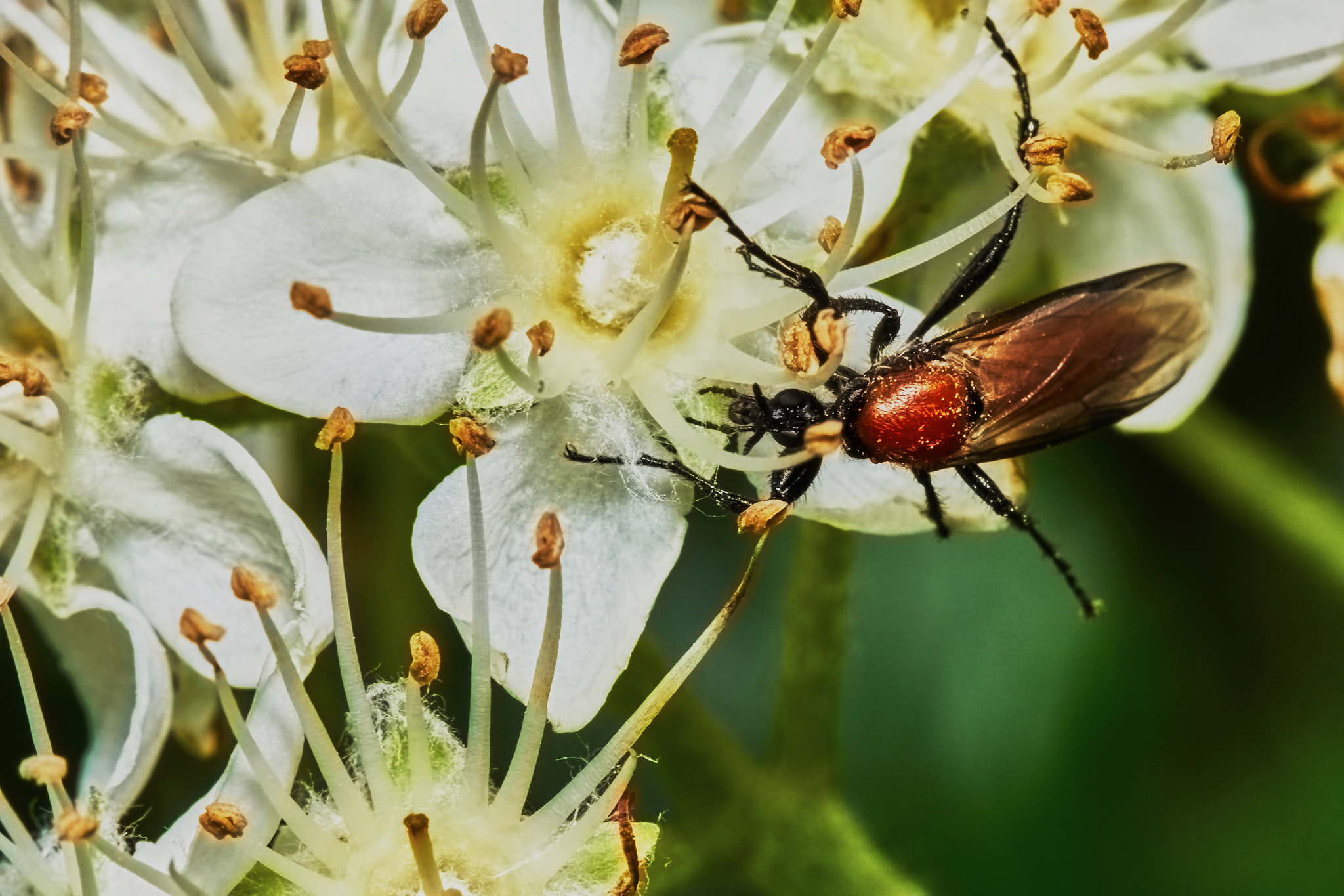 Sony a7 + Tamron SP AF 90mm F2.8 Di Macro sample photo. Beetle on a flowering ash tree photography