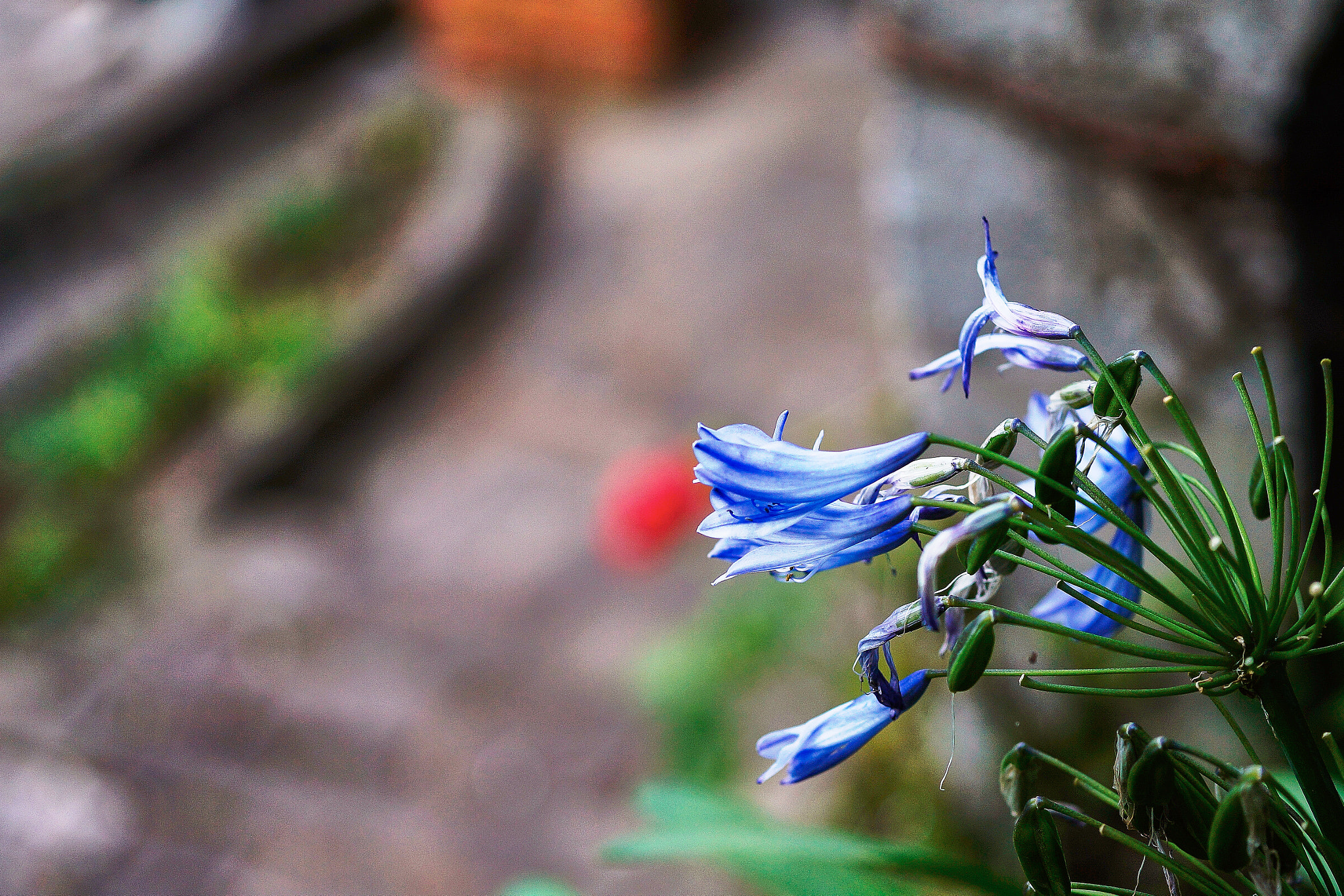 Sony Alpha a3000 + E 60mm F2.8 sample photo. Azulou vii photography