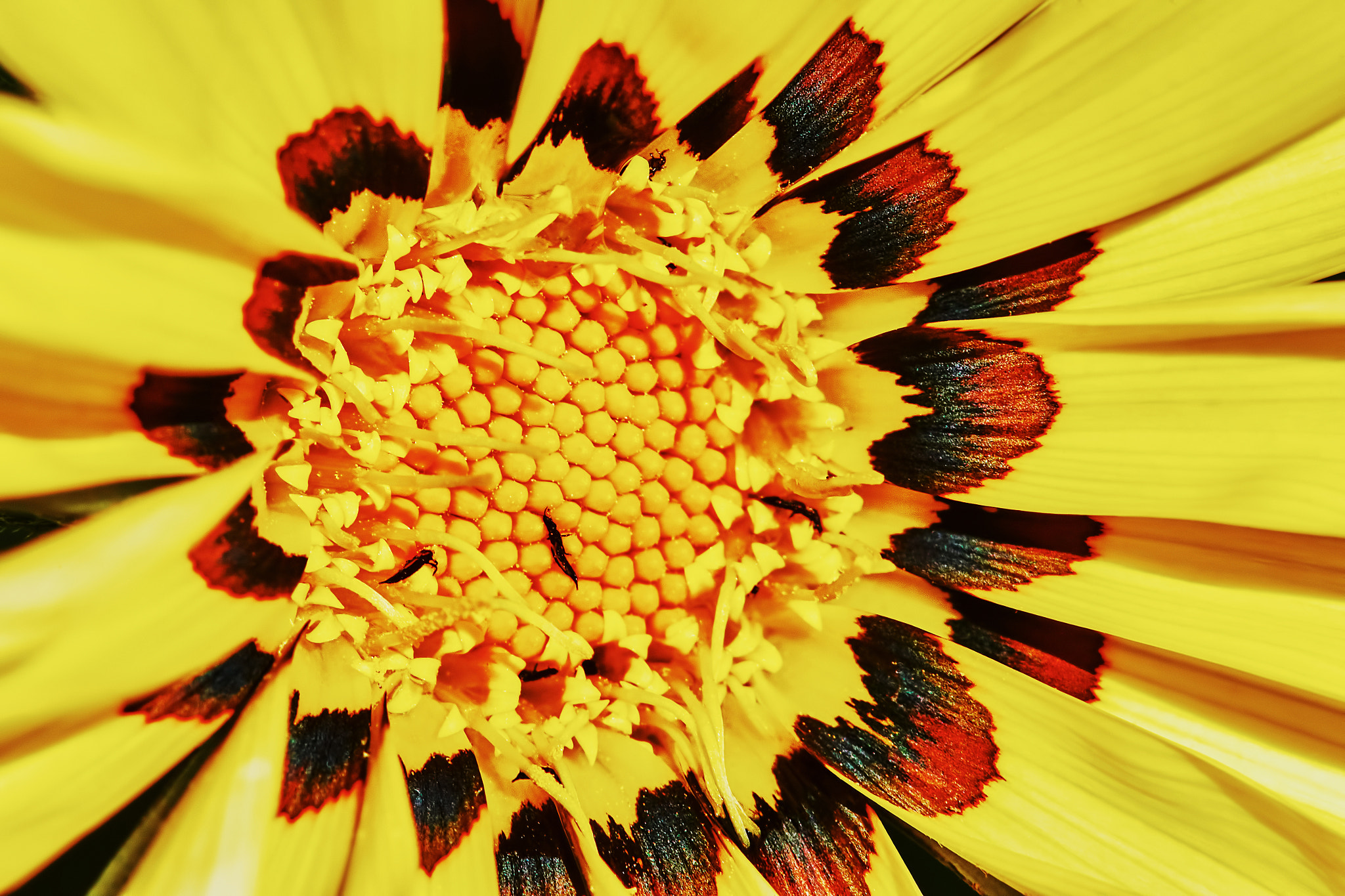 Sony a7 + Tamron SP AF 90mm F2.8 Di Macro sample photo. Yellow daisy gazania photography