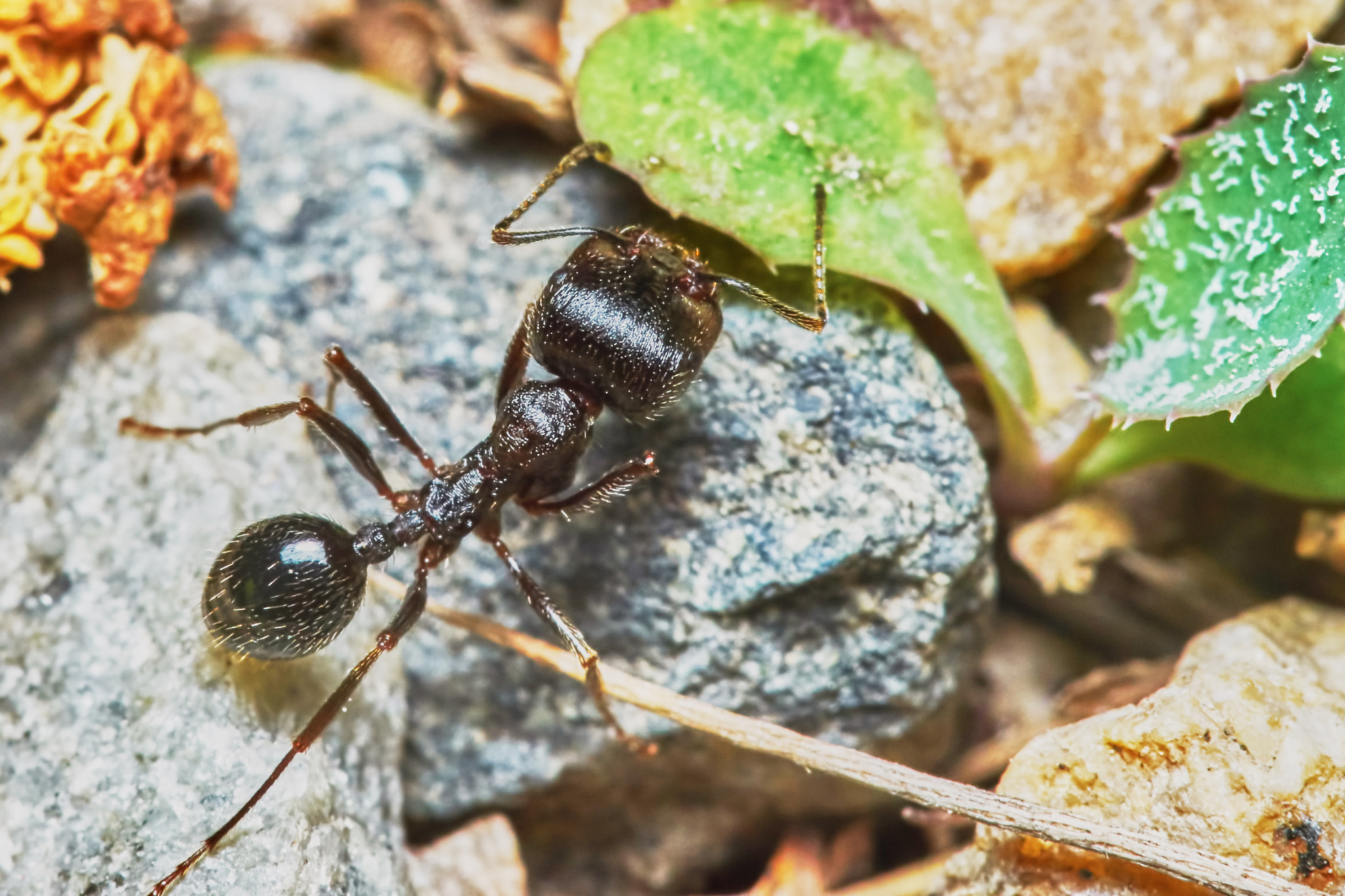 Sony a7 + Tamron SP AF 90mm F2.8 Di Macro sample photo. Ant outside in the garden photography