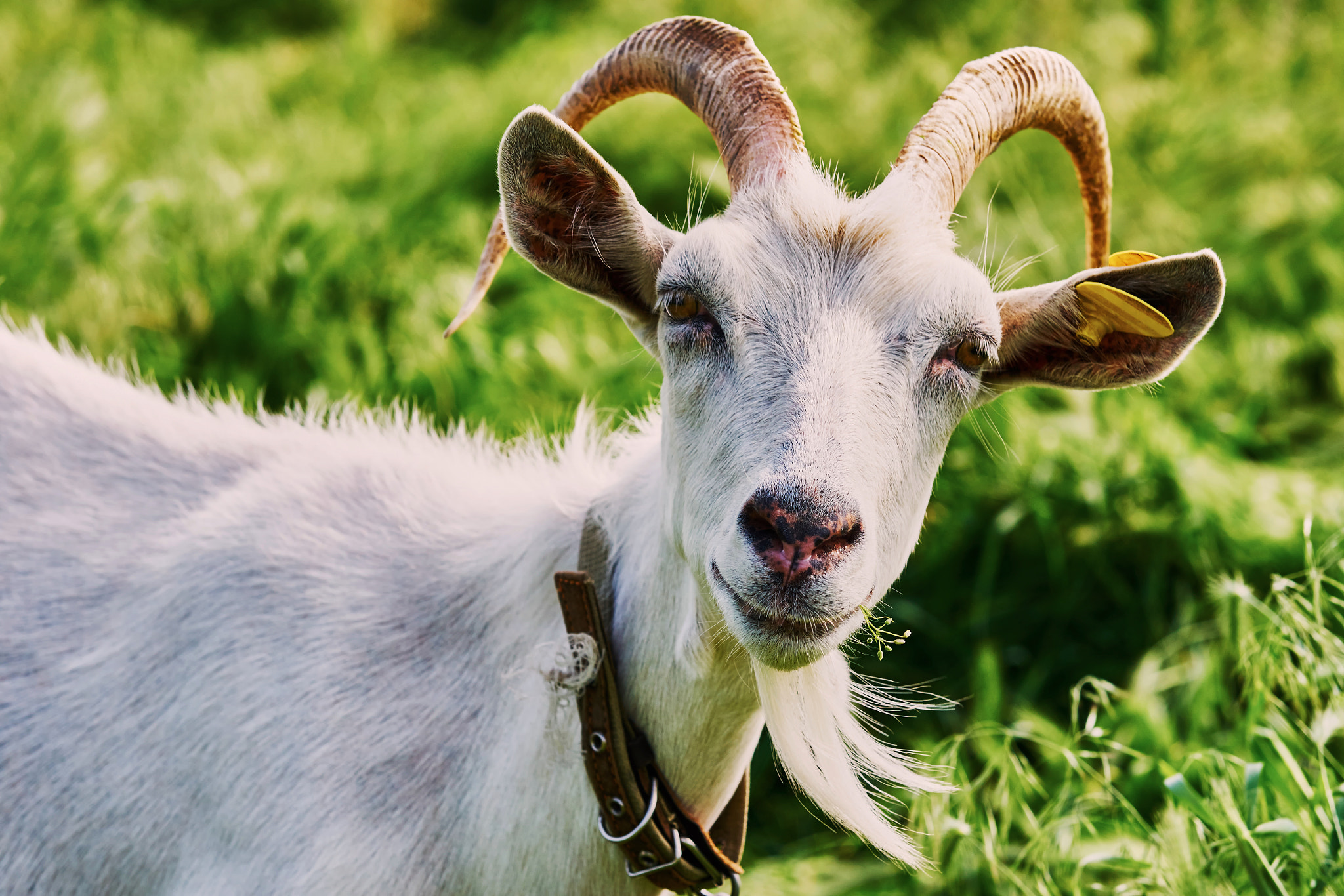 Sony Sonnar T* 135mm F1.8 ZA sample photo. Goat grazing photography