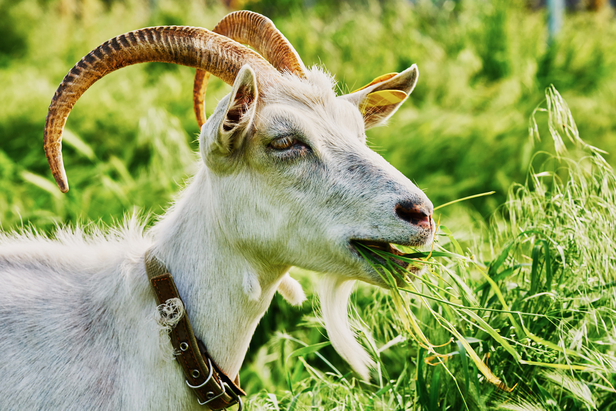 Sony Sonnar T* 135mm F1.8 ZA sample photo. Goat grazing photography