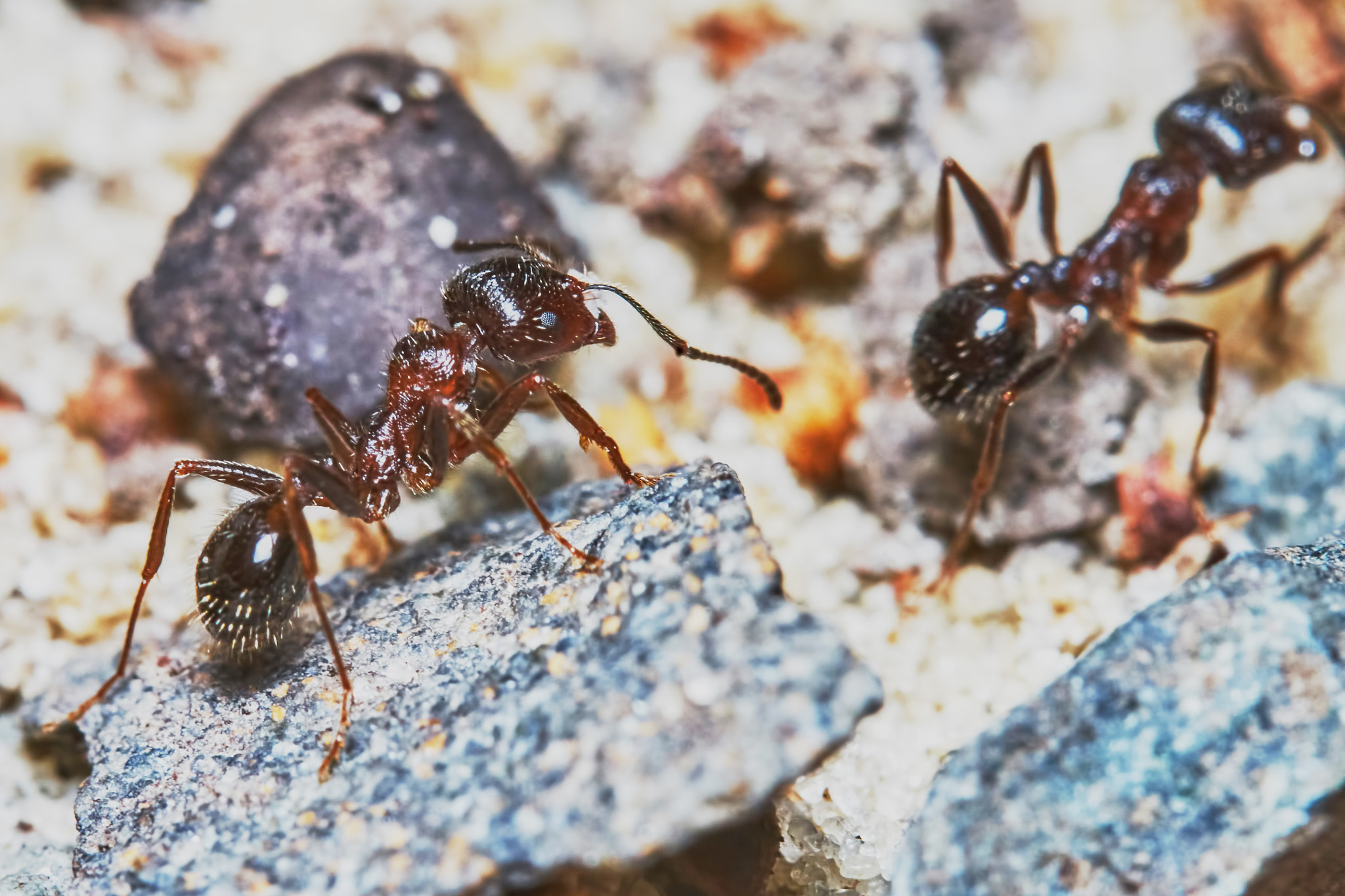 150mm F2.8 sample photo. Two ants outside in the garden photography