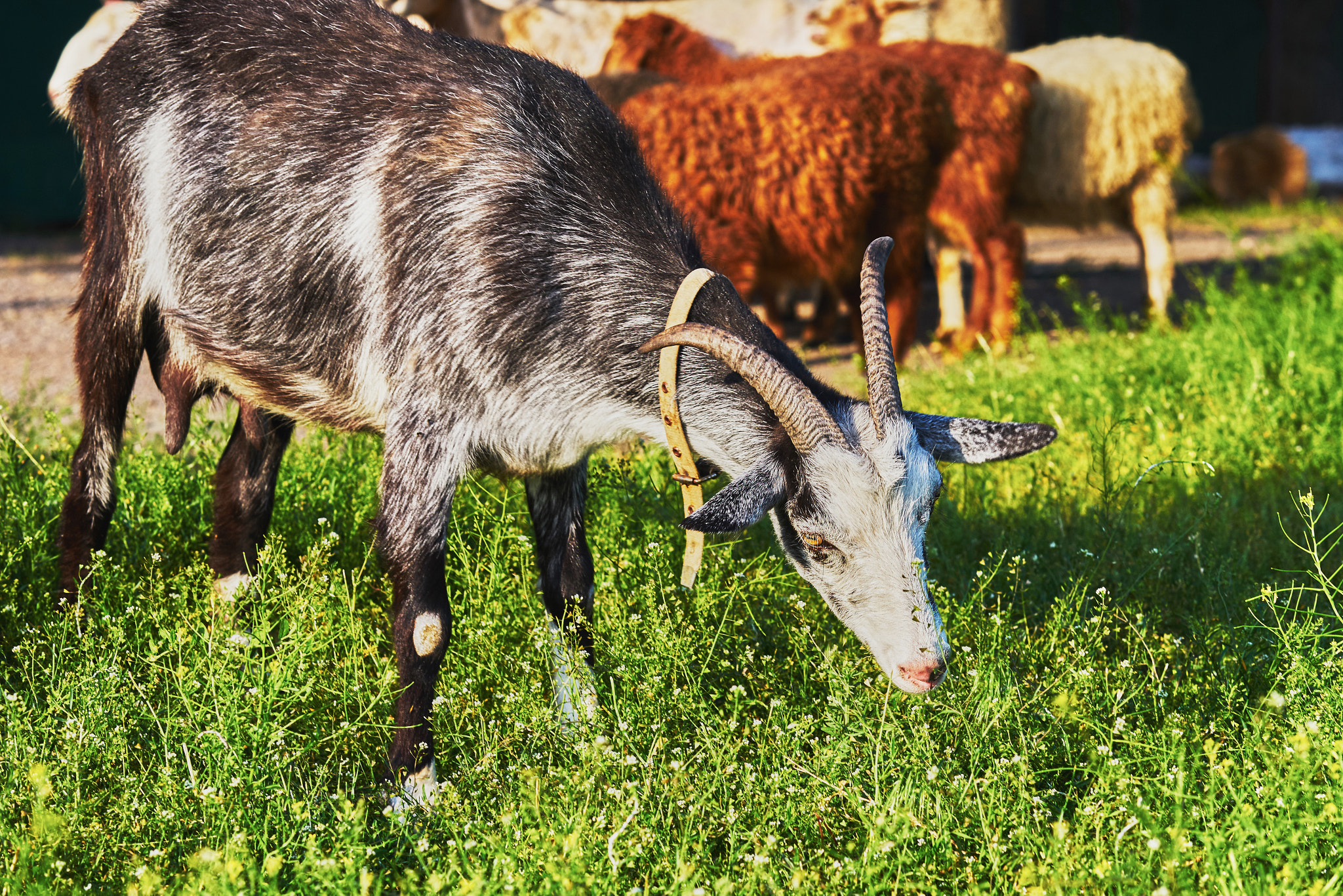 Sony Sonnar T* 135mm F1.8 ZA sample photo. Goat grazing photography
