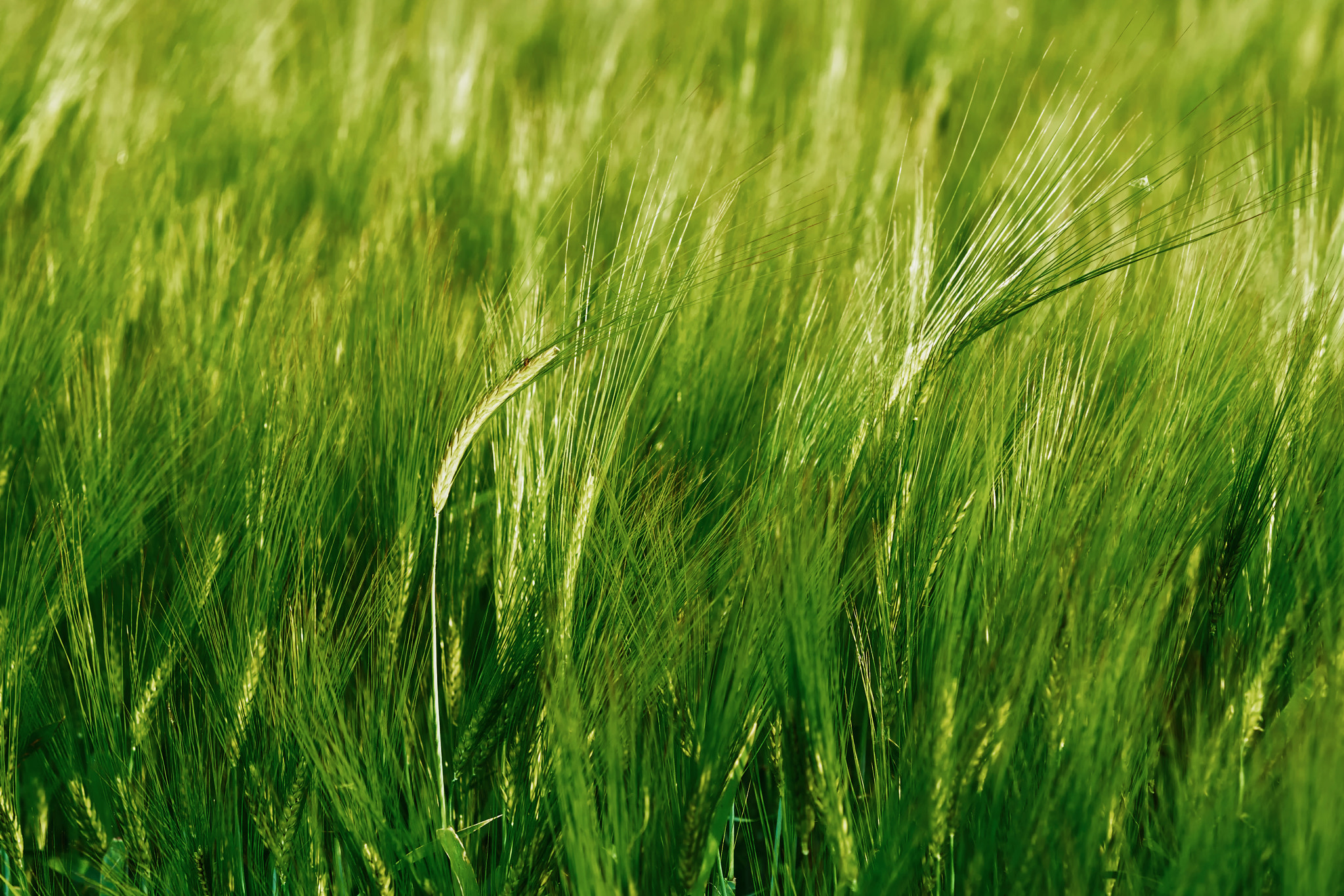 Sony Sonnar T* 135mm F1.8 ZA sample photo. Green field of barley photography