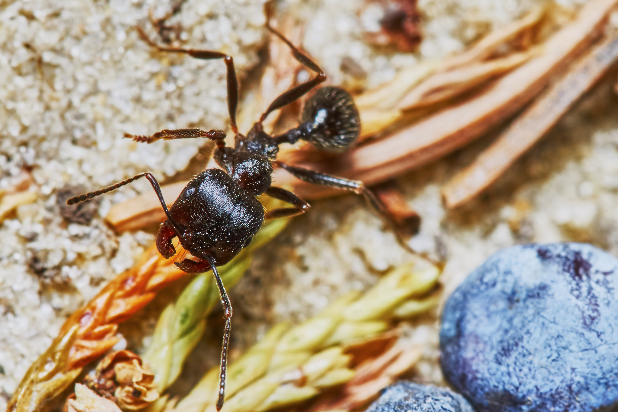 Sony a7 + Tamron SP AF 90mm F2.8 Di Macro sample photo. Ant outside in the garden photography