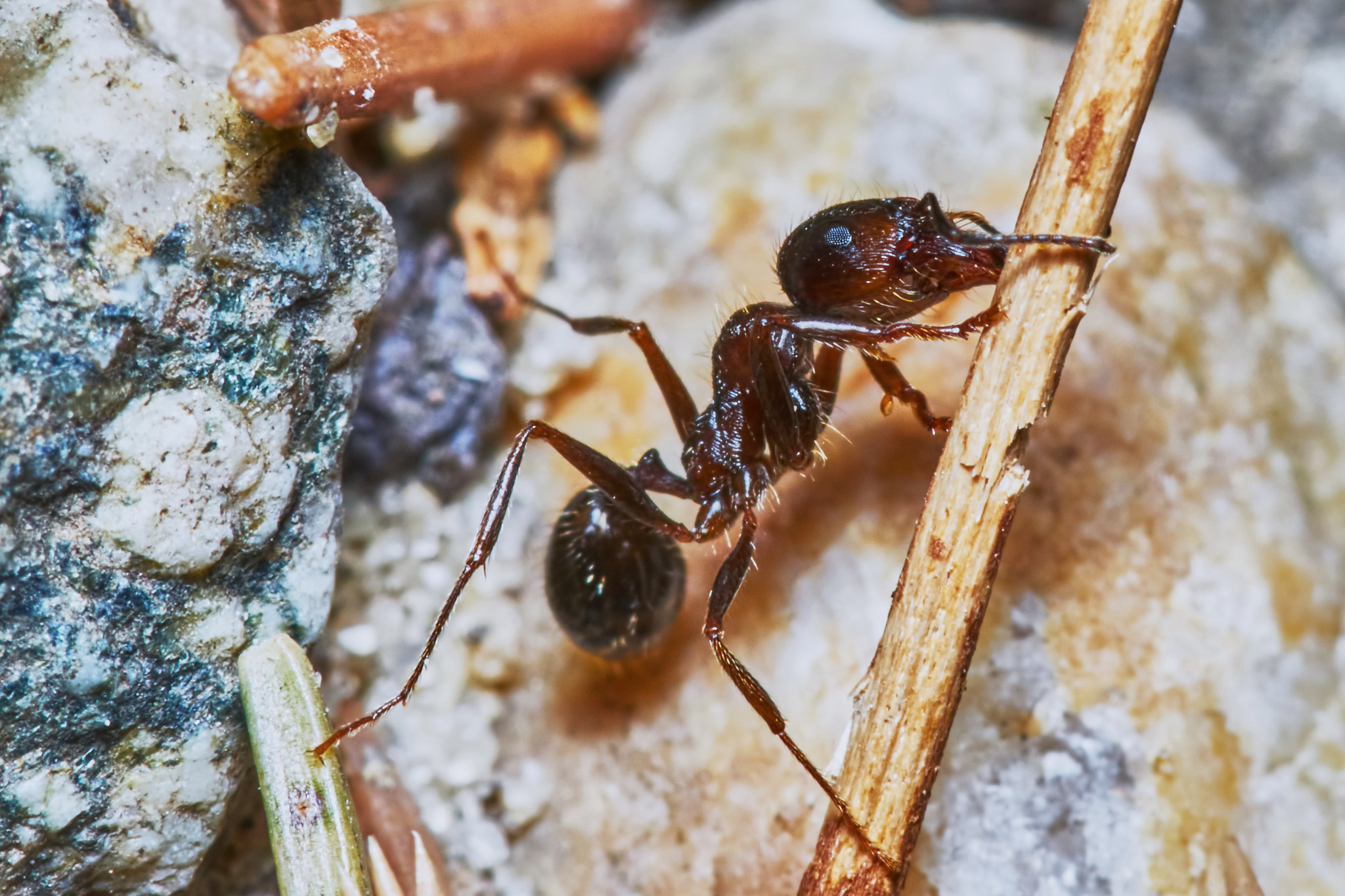 Sony a7 + Tamron SP AF 90mm F2.8 Di Macro sample photo. Ant outside in the garden photography