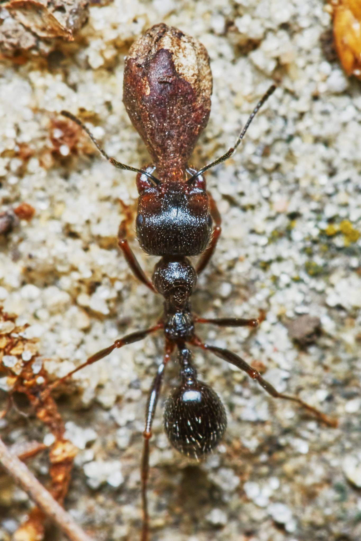 Sony a7 + Tamron SP AF 90mm F2.8 Di Macro sample photo. Ant outside in the garden photography