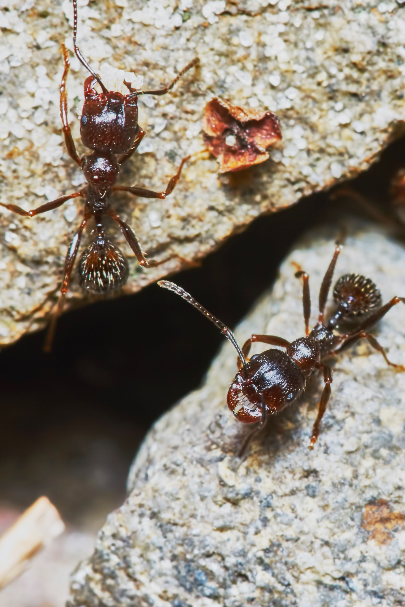 Sony a7 + Tamron SP AF 90mm F2.8 Di Macro sample photo. Two ants outside in the garden photography