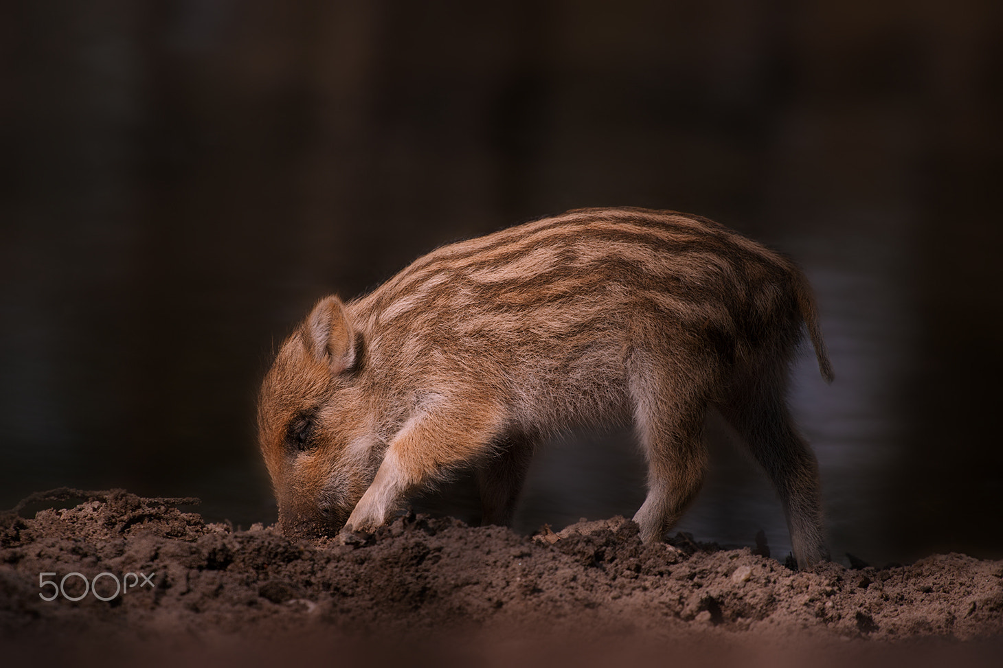 Canon EOS 30D + Canon EF 70-200mm F4L USM sample photo. Little wild boar photography