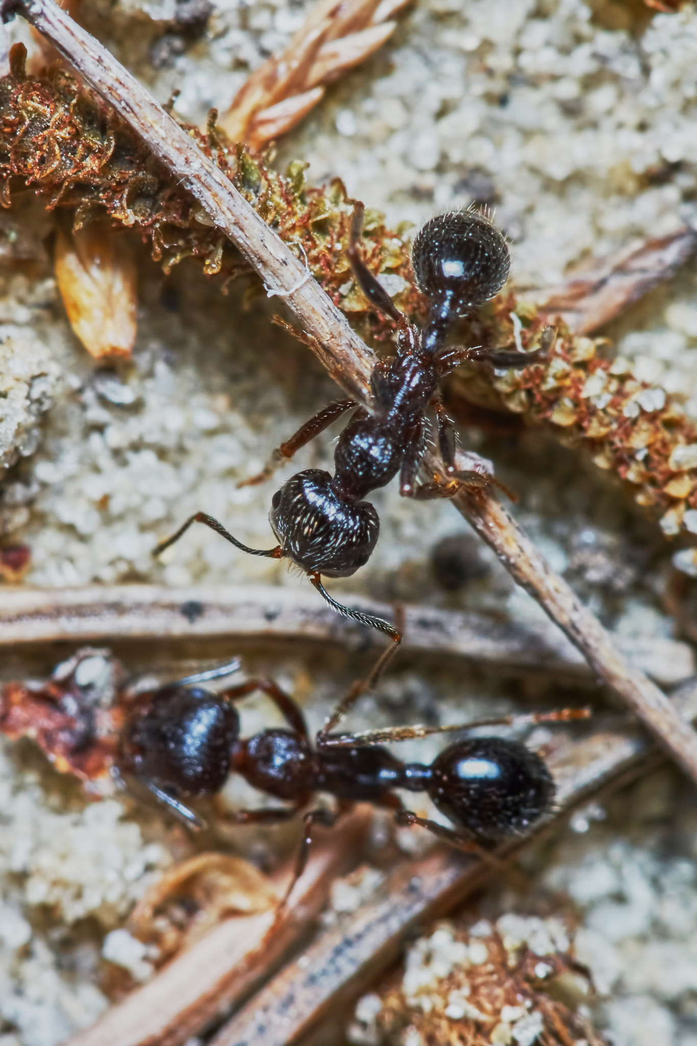 Sony a7 + Tamron SP AF 90mm F2.8 Di Macro sample photo. Two ants outside in the garden photography