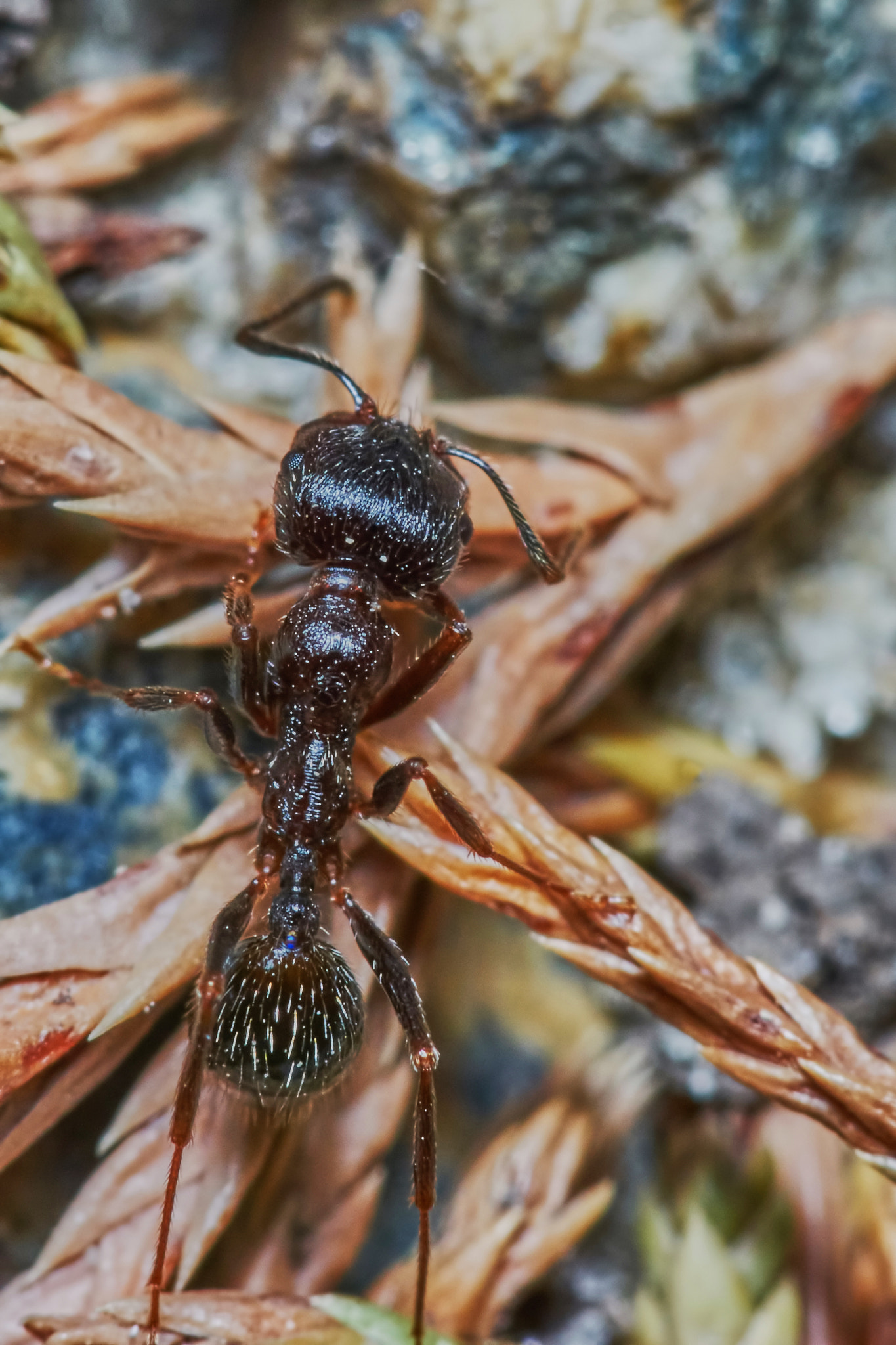 Sony a7 + Tamron SP AF 90mm F2.8 Di Macro sample photo. Ant outside in the garden photography